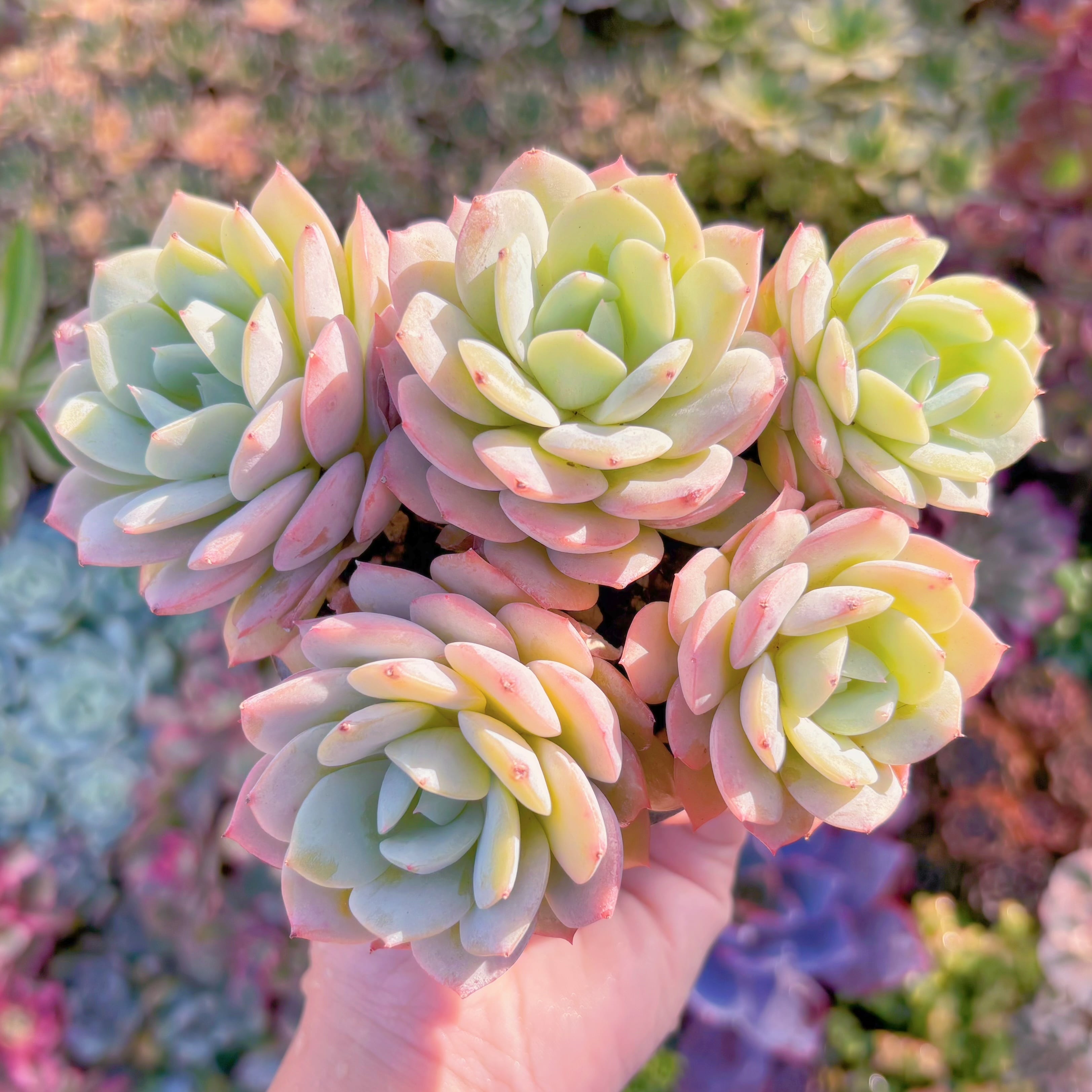 多肉植物　冷香　新入荷　るる農園