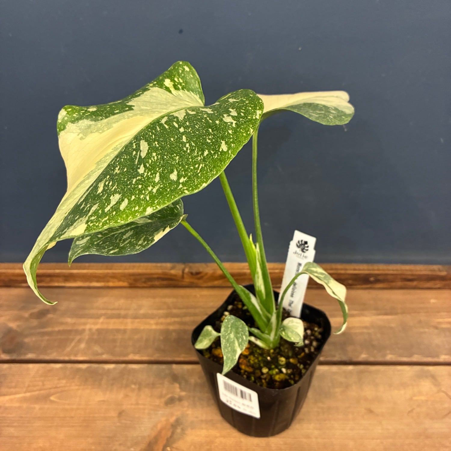 アレカヤシ 10号 | PROTOLEAF プロトリーフ