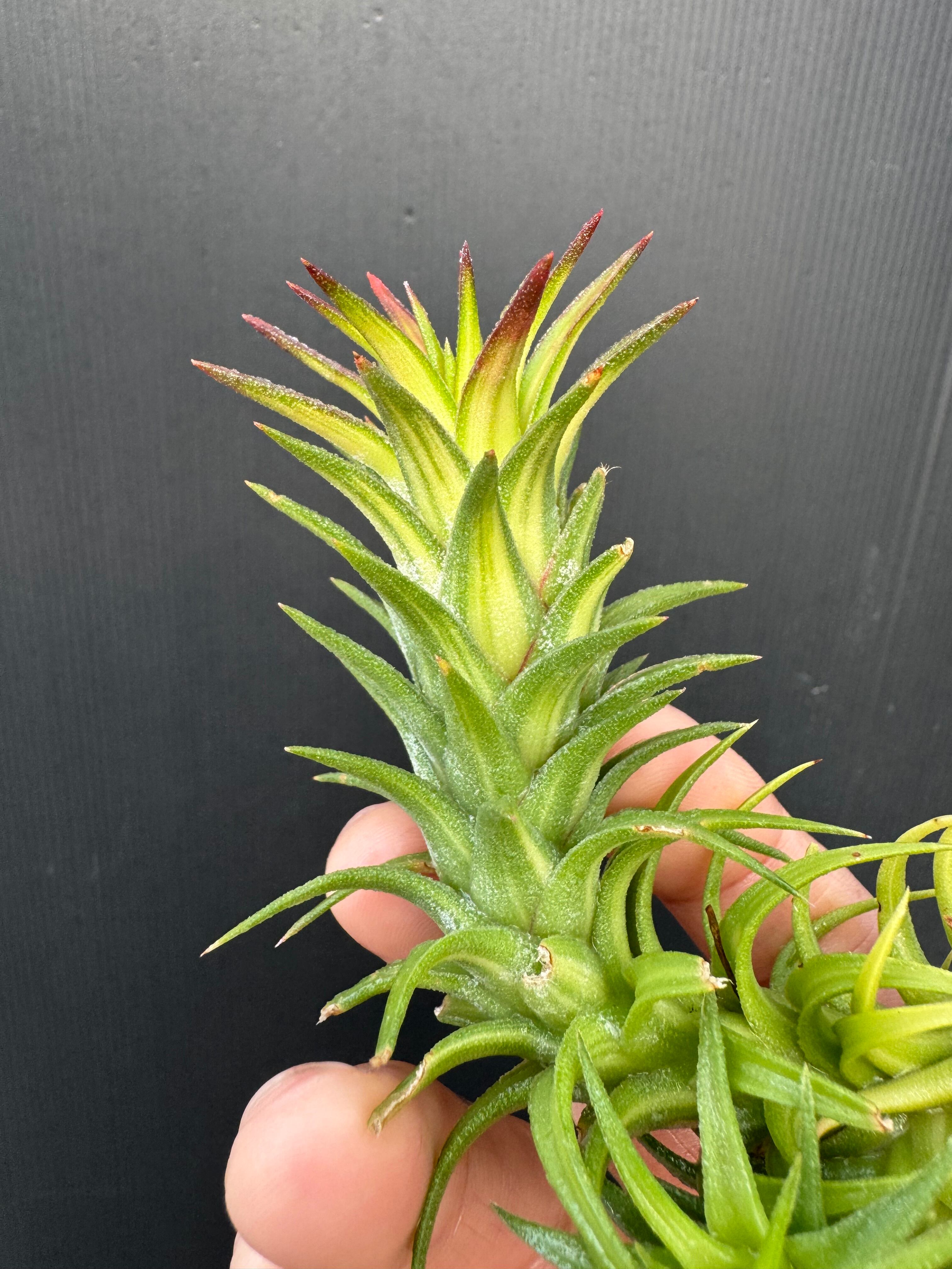 ★残り1株★バンハイニンギーバリエガータ② イオナンタ バンハイニンギー バリエガータ ionantha v. vanhyningii