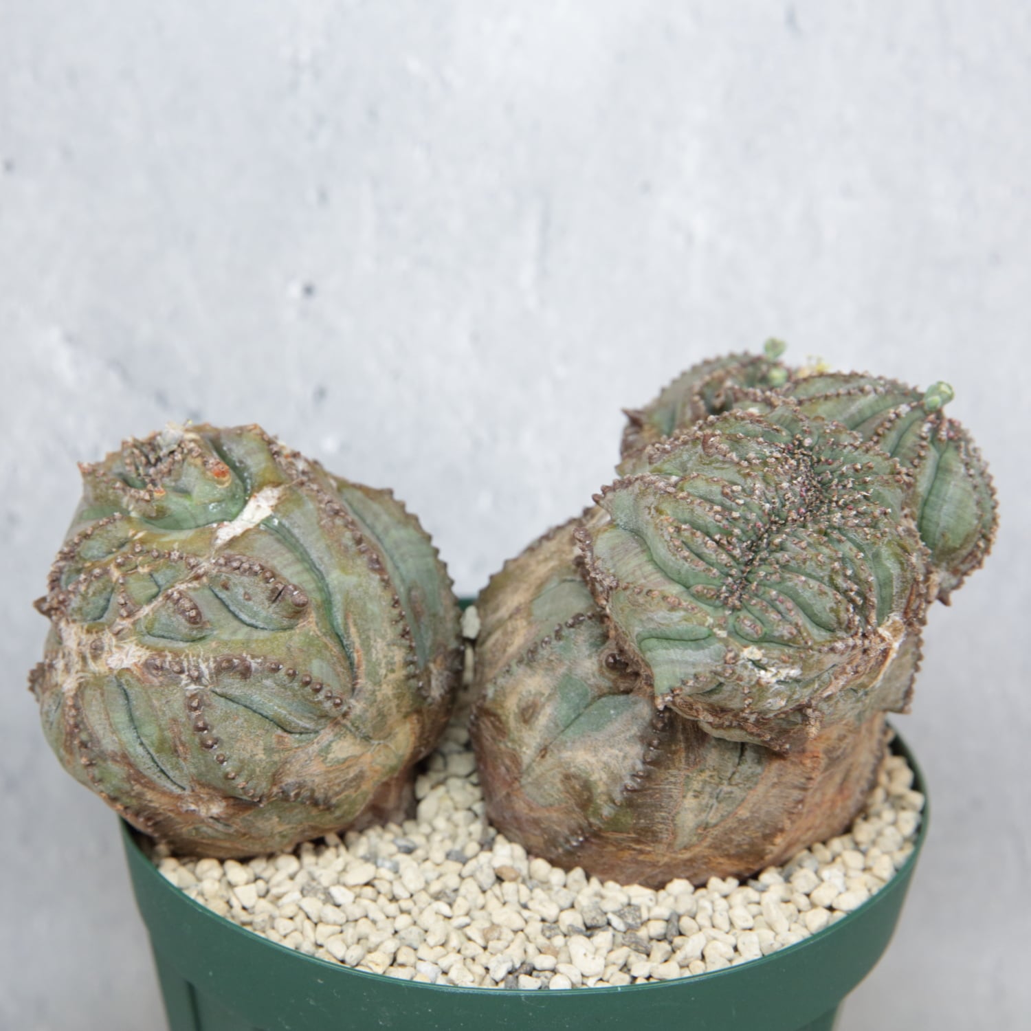オス株【超厳選株】大株 最大幅約12.5cm ダブルヘッド 綴化 石化