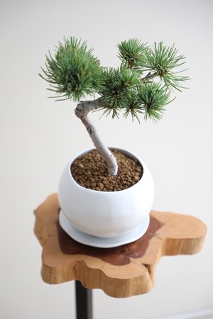 【M】五葉松 盆栽 樹齢8年/Japanese white pine bonsai 　※陶器鉢付き
