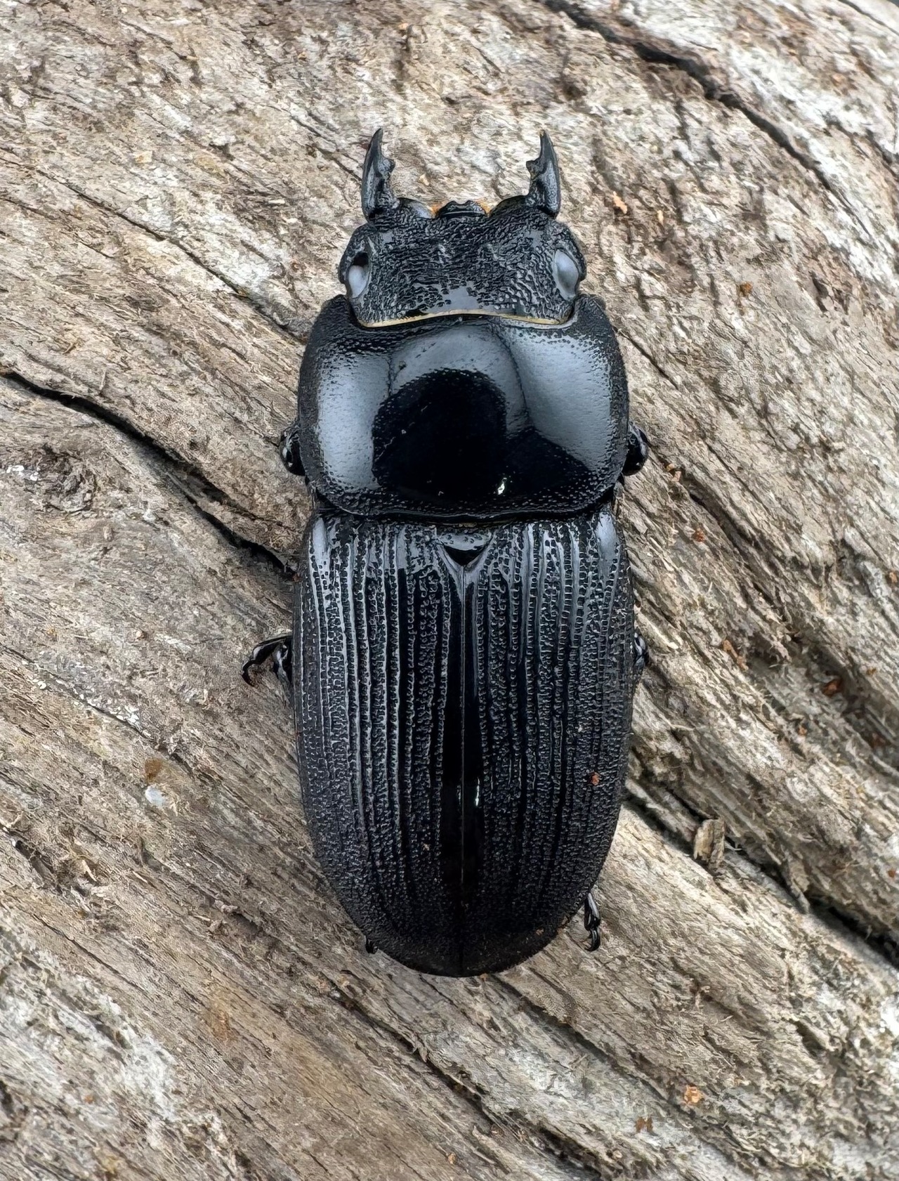 【WD】《ジャワパリーオオクワ Free ♀単》