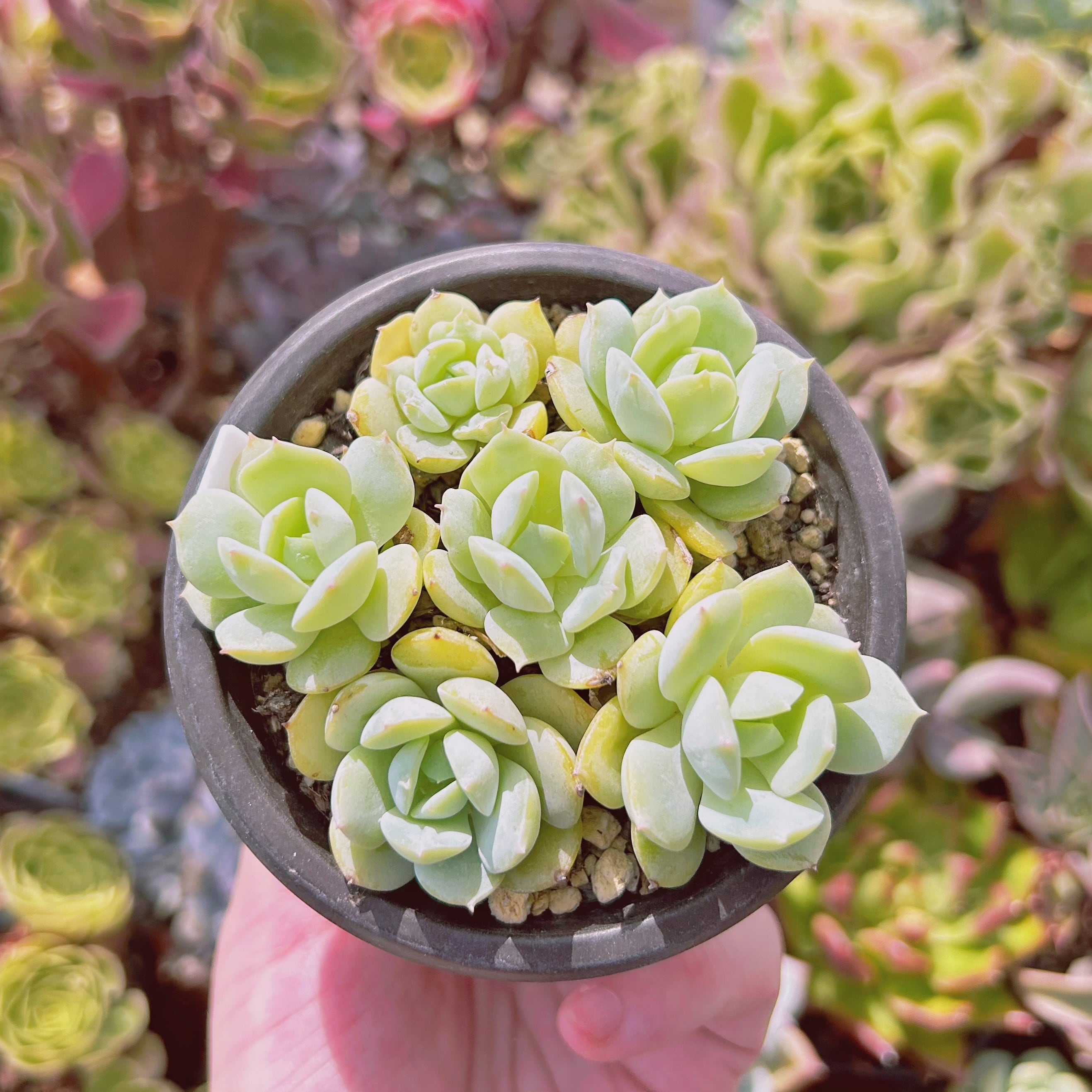 現物　多肉植物　ラウイ　抜き苗