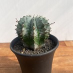 Euphorbia horrida【ユーフォルビア・胴太白ホリダ】