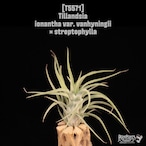 【送料無料】ionantha var. vanhyningii × streptophylla〔エアプランツ〕現品発送T5571