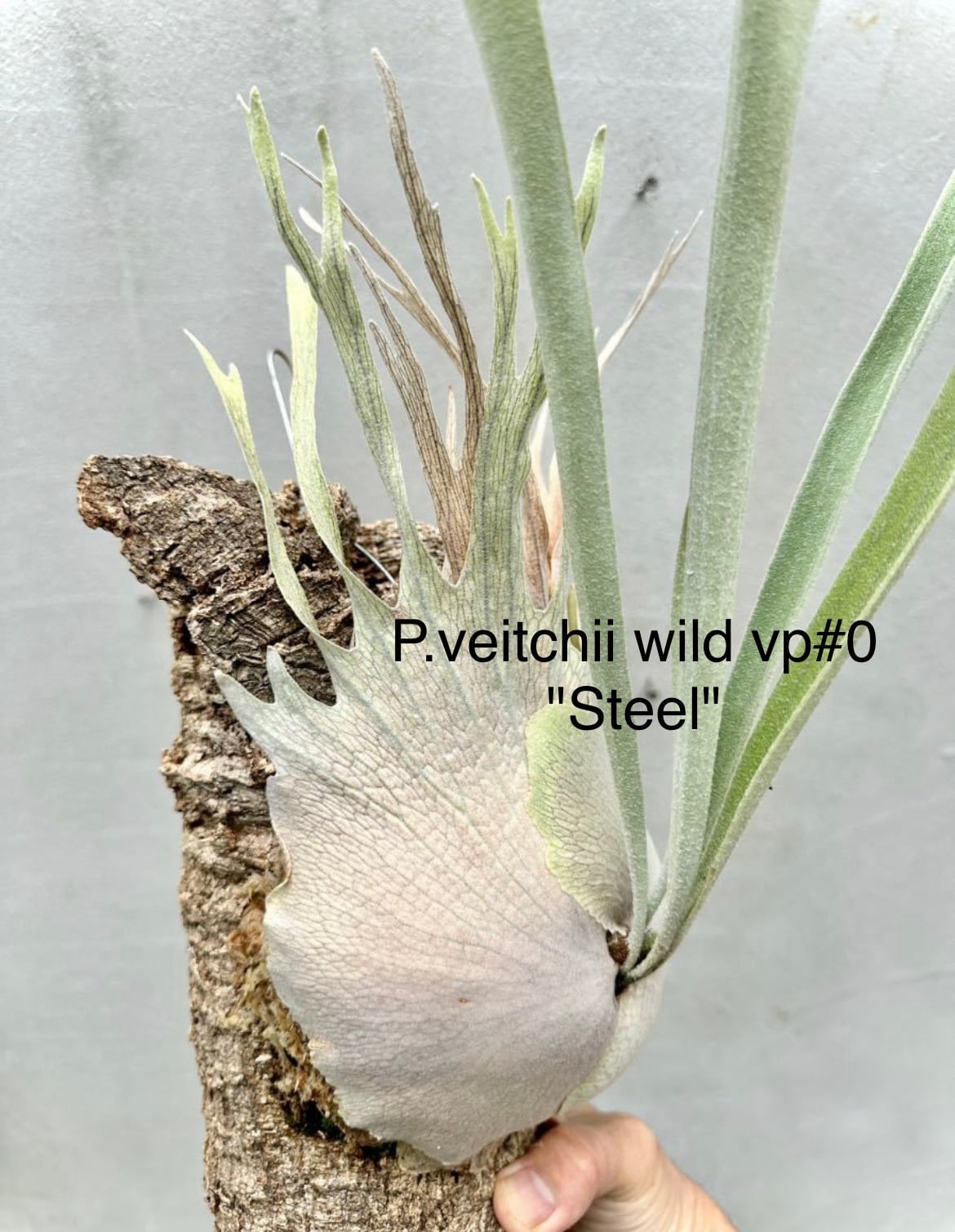 a) P. veitchii wild (vp#0 
