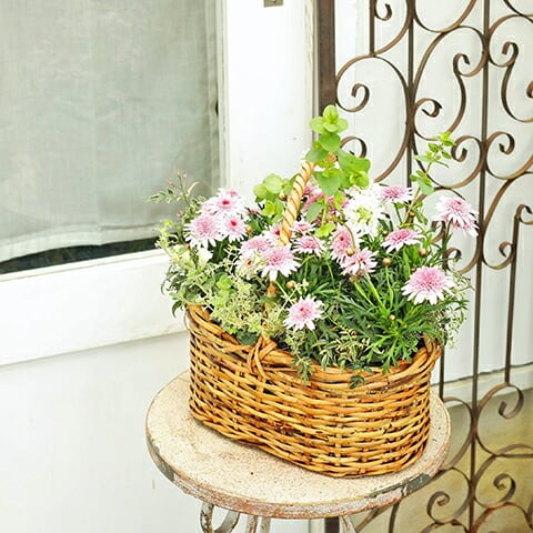 季節の花 おまかせ寄せ植え 木製ナチュラルバスケットbrown