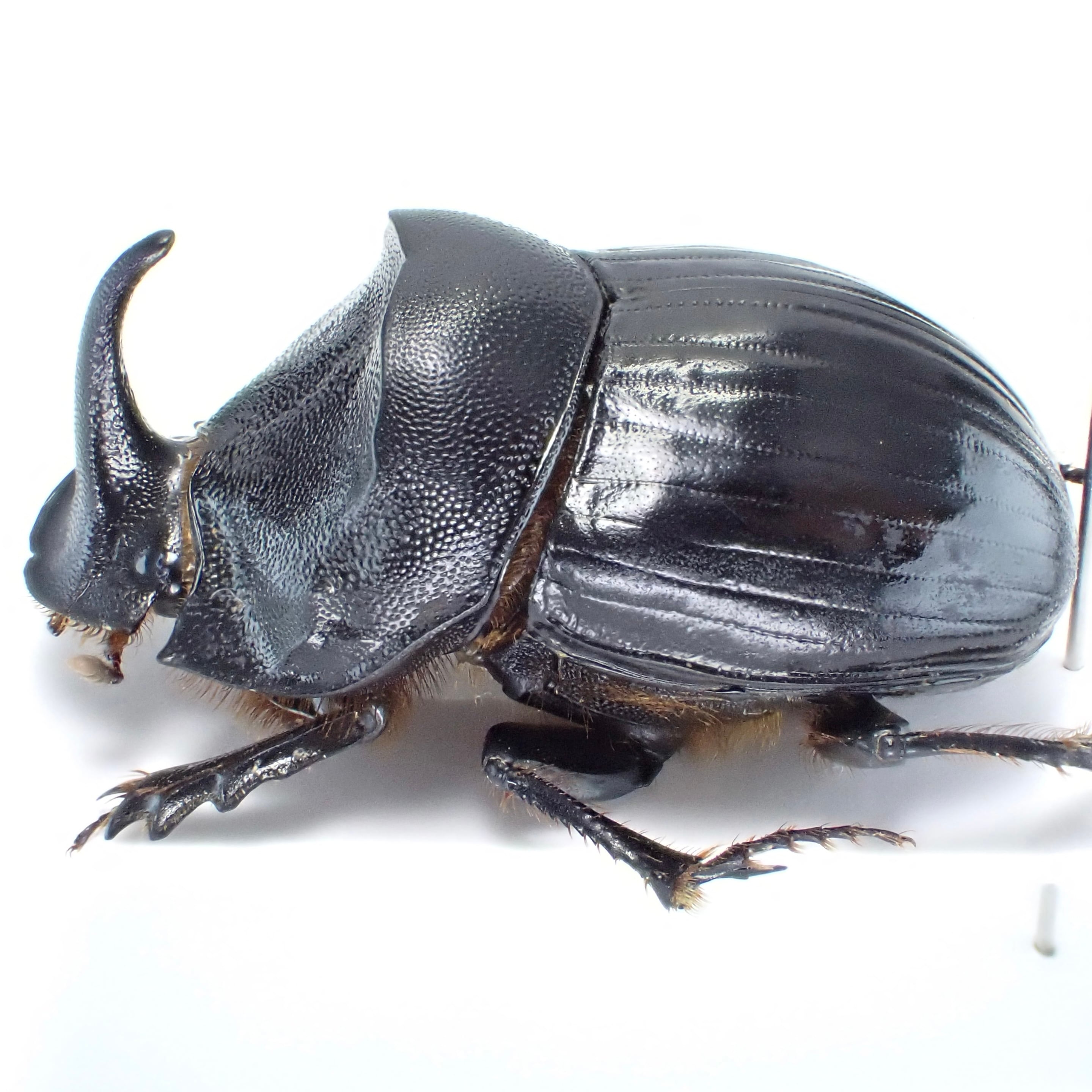 カザフスタン産 Copris hispanus cavolinii ♂ 26mm | 昆虫標本