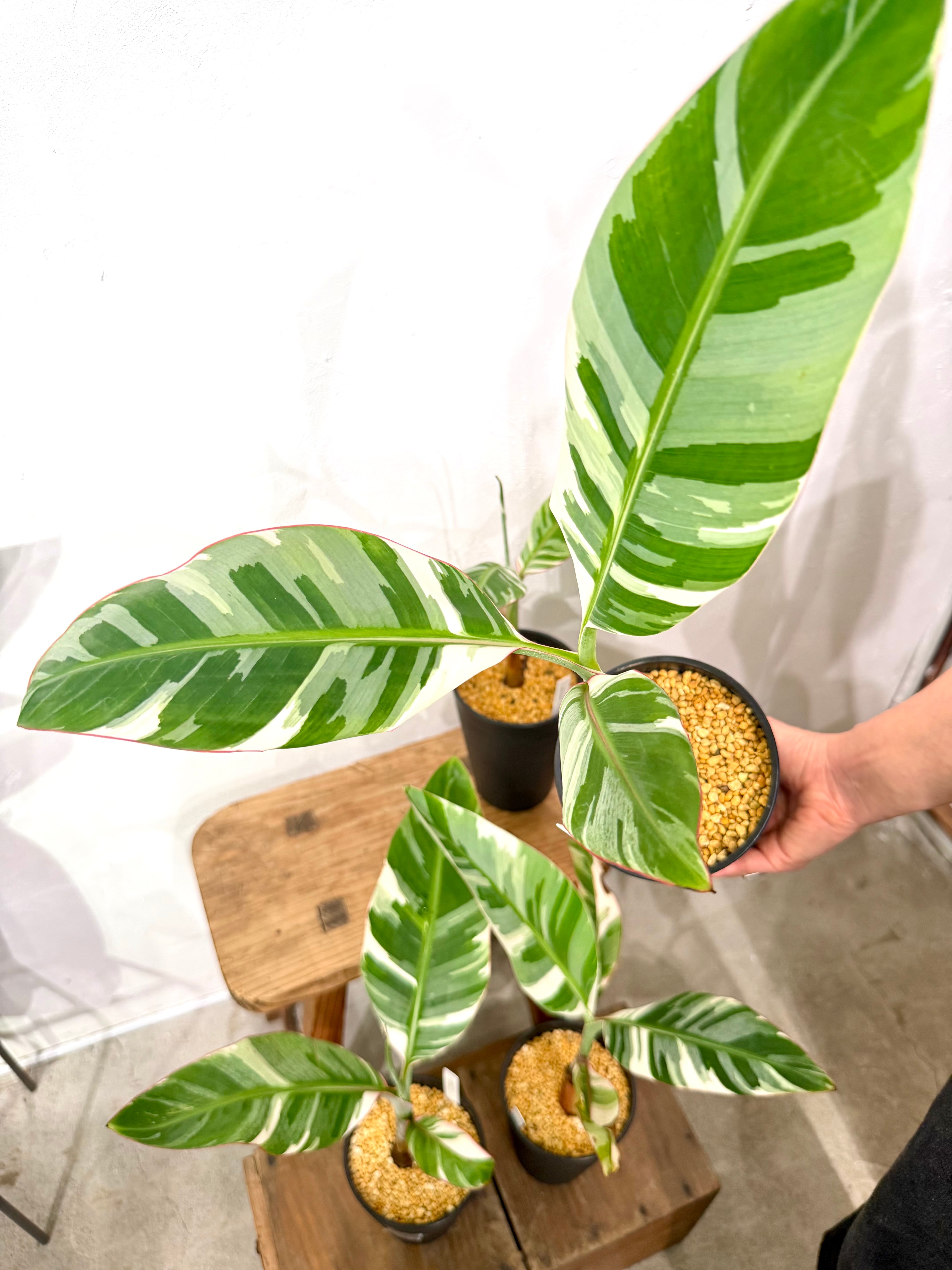 数量限定【超激レア植物E】斑入りのバナナムサアエアエ（ほとんど世に