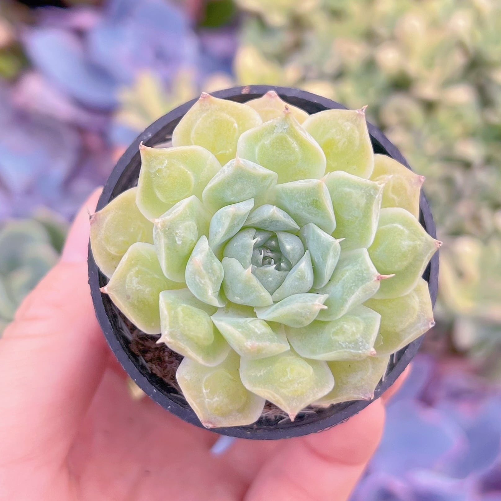 現品　Echeveria'Gilo'#2215　るる農園