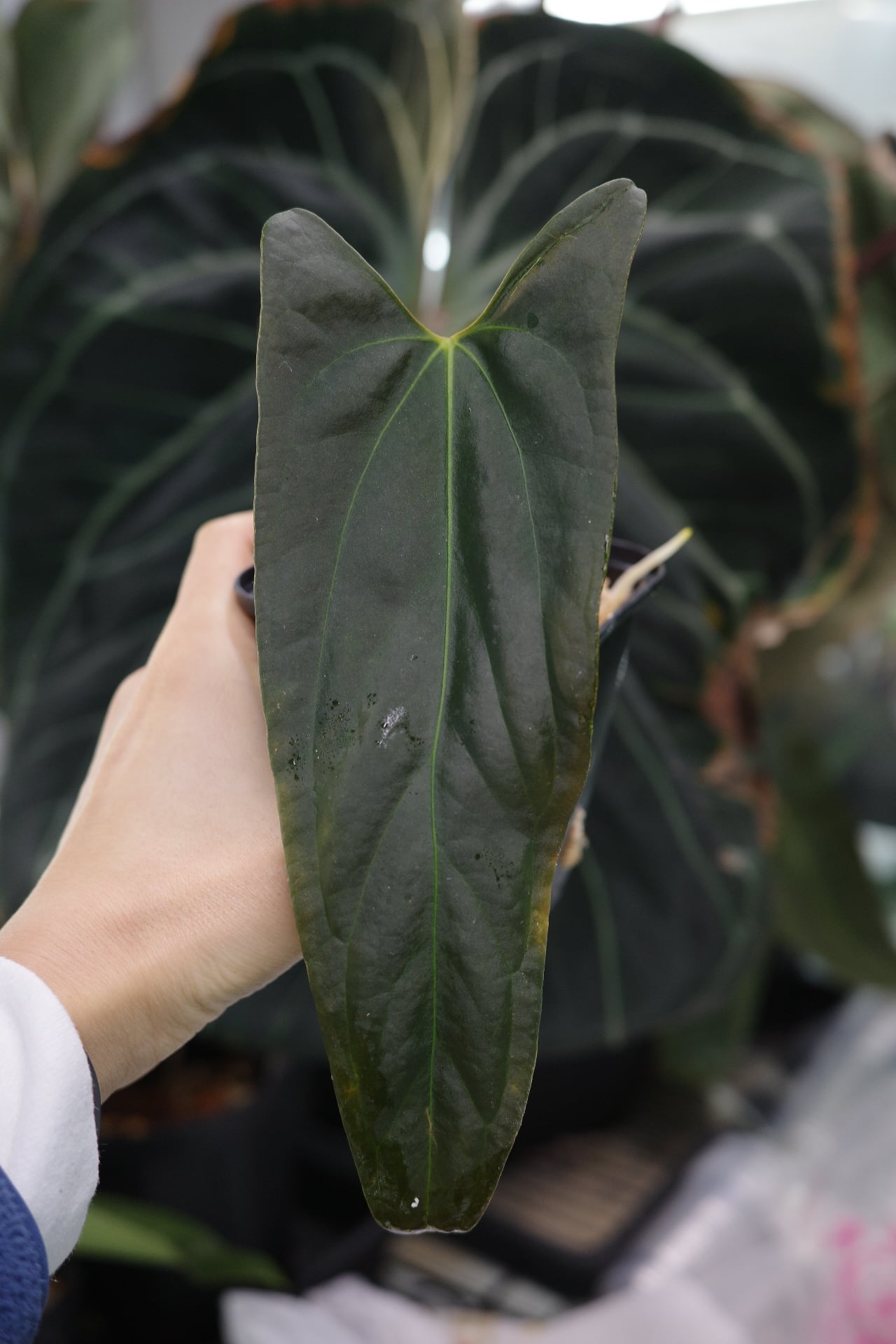 Anthurium 'Portilae' x self by 北角雨林 | PAY ID