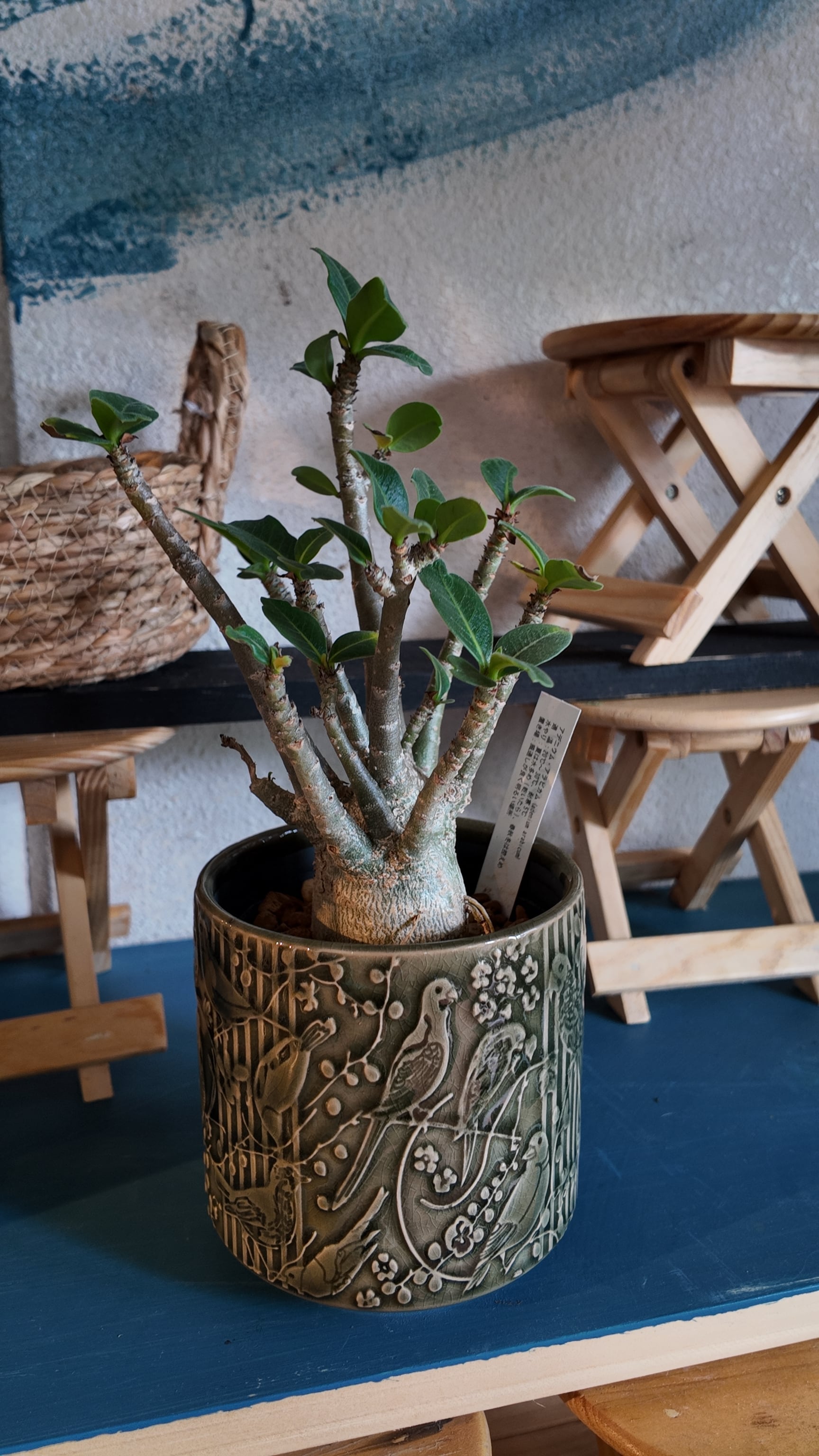 塊根植物：アデニウム オベスム | 宮田生花店