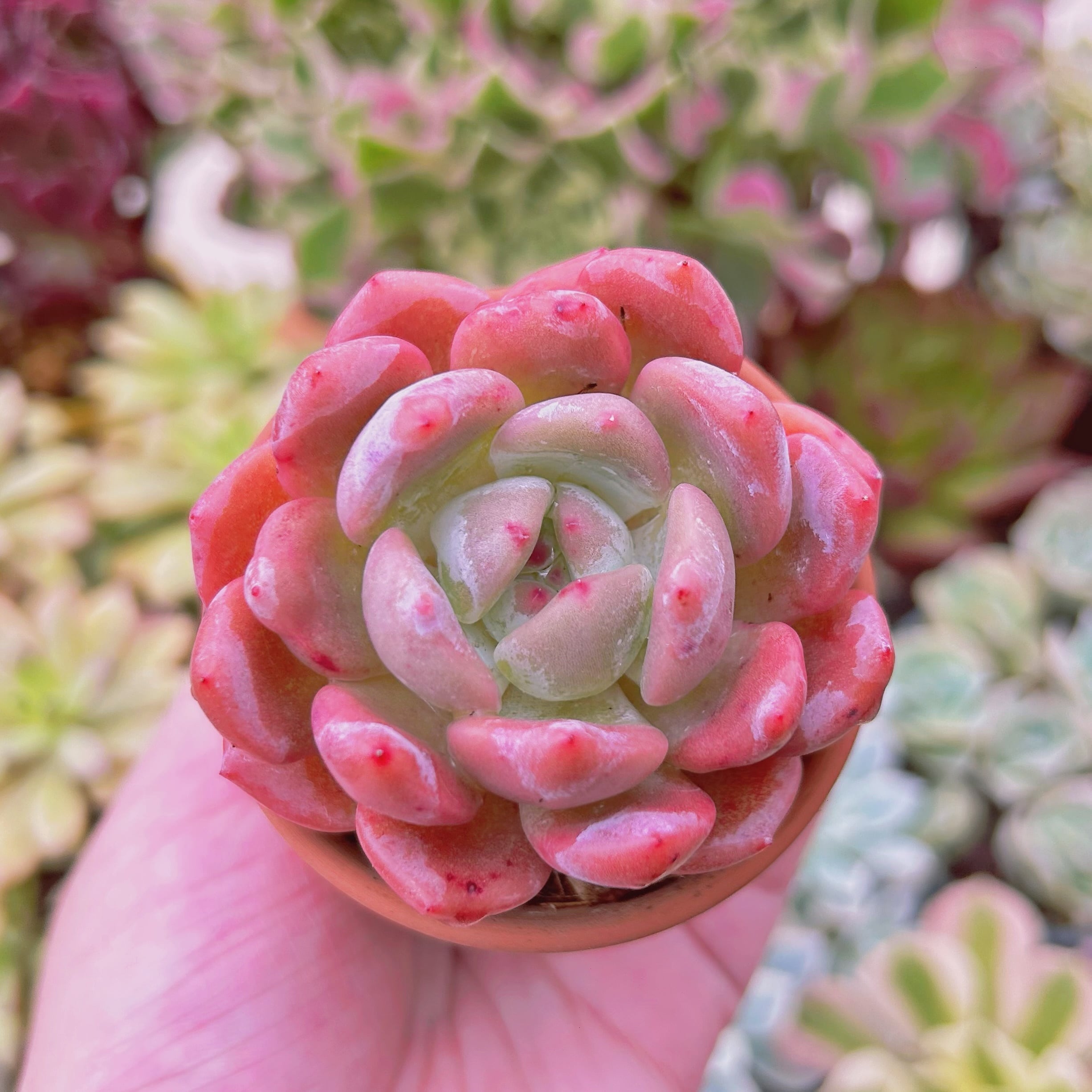 多肉植物 新品種 Echeveria レッドストーン | るる農園~多肉植物専門 多肉植物 新品種 Echeveria レッドストーン | るる農園~多肉植物専門