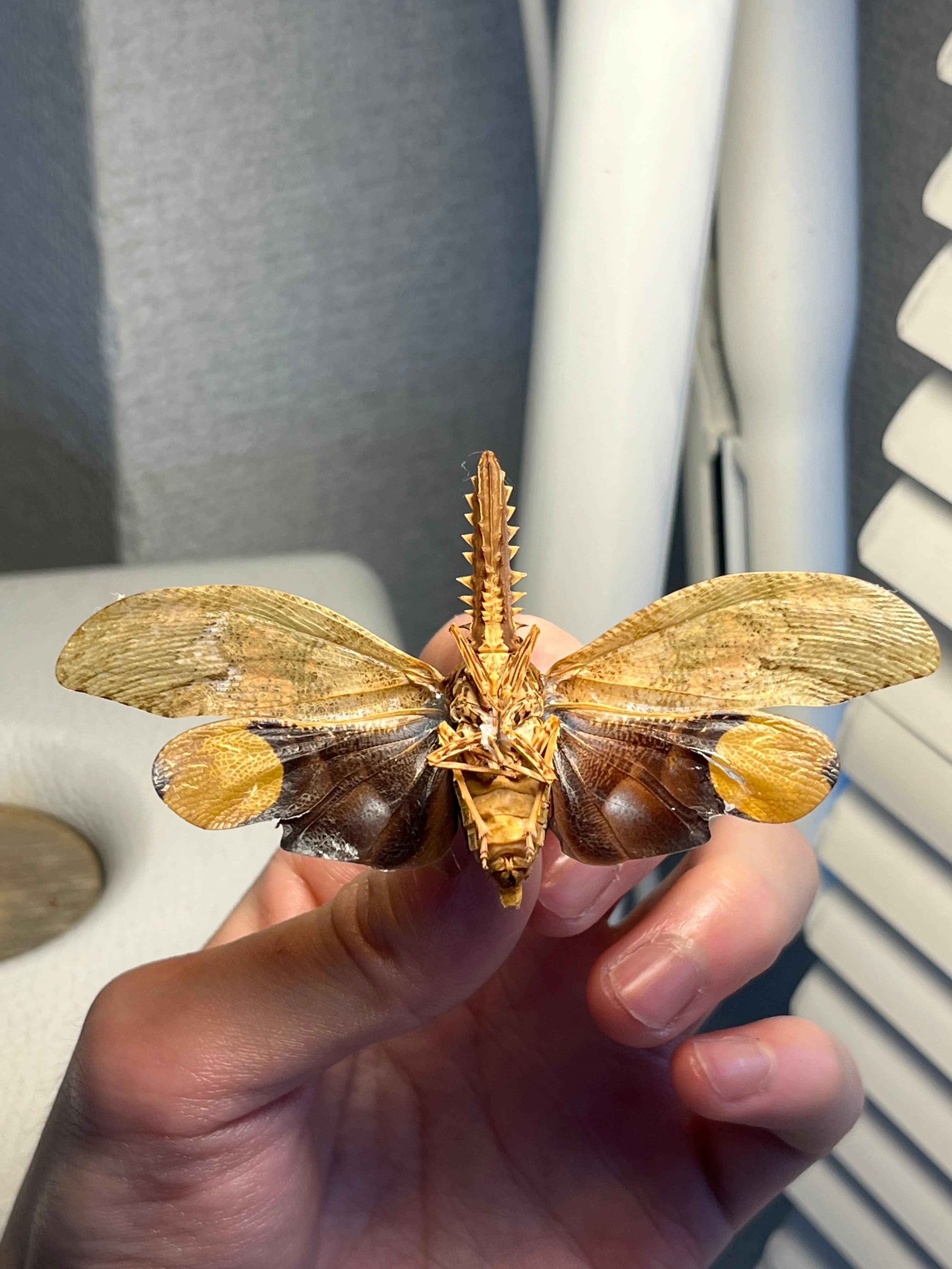 ノコギリビワハゴロモ 標本 蝉セミハエハチベルゼバブホークカゲロウ