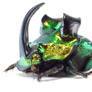 メキシコ産 Phanaeus demon ♂ 19mm XL