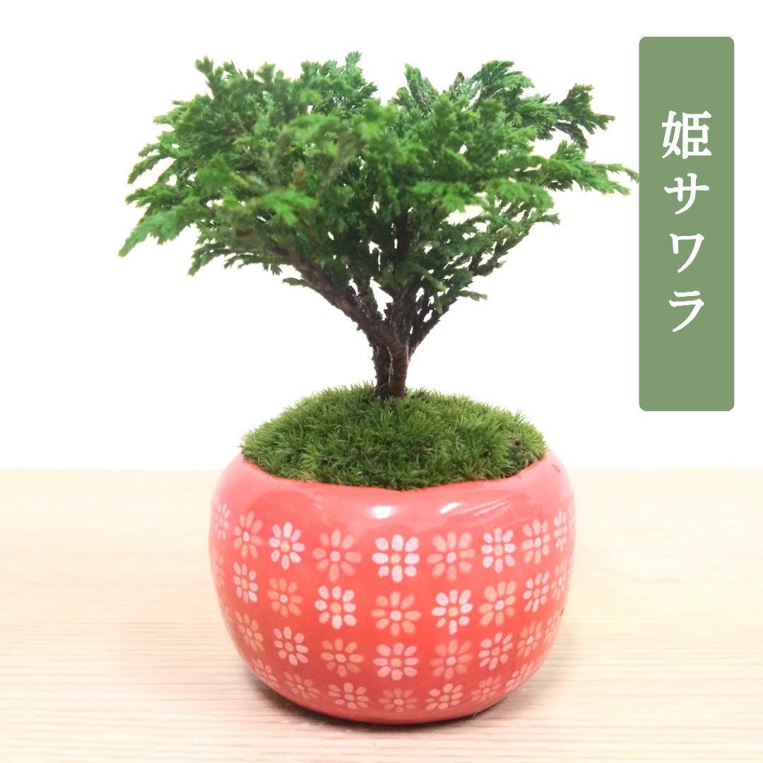 POTOCO 唐楓 カエデ 観葉植物 ストライプ 陶器鉢 盆栽 小品盆栽 苔玉