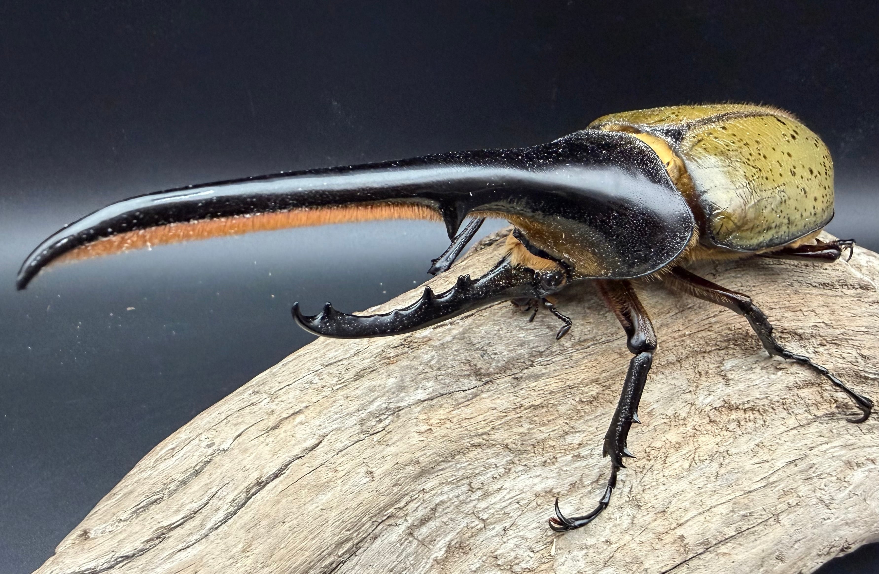 ヘラクレス・ヘラクレス 145mm ペア》 | KPW公式オンラインショップ