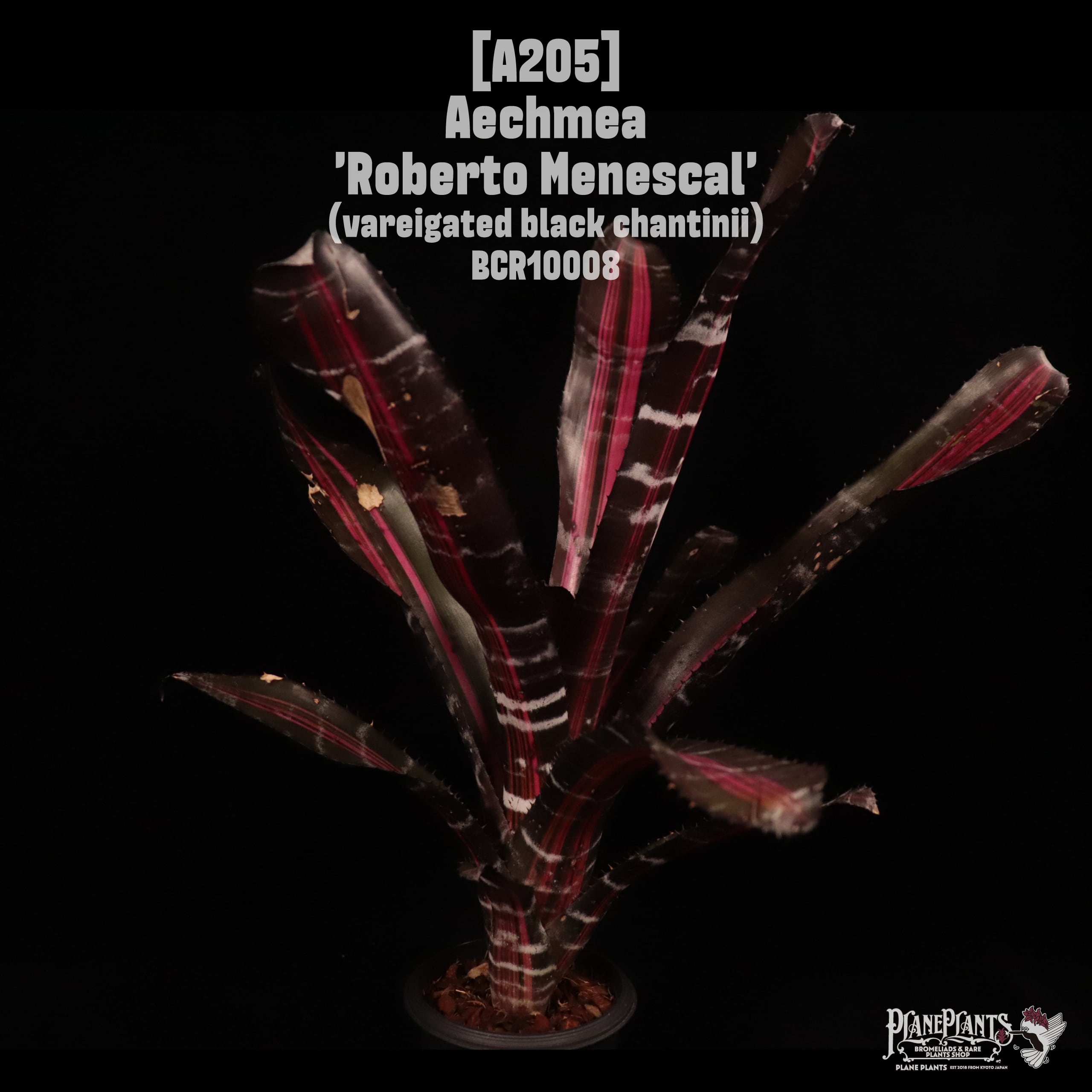 Aechmea 'Roberto Menescal'〔エクメア〕A205