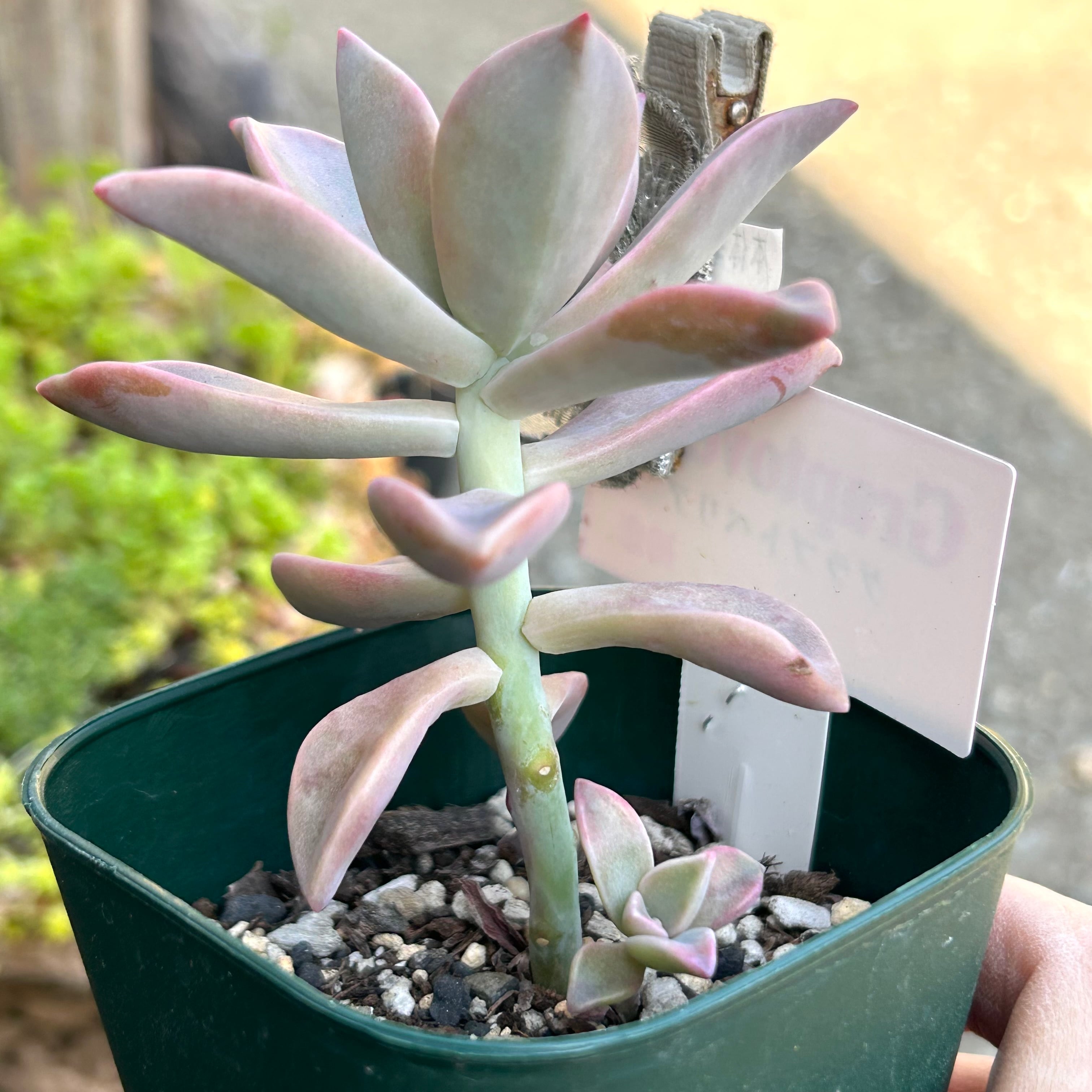 初恋 | RuPo 多肉植物専門店