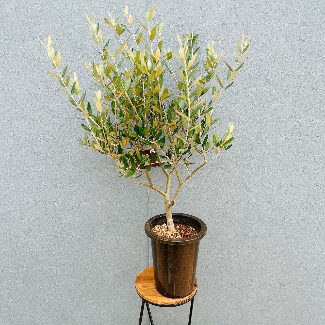 苗木・植木 ［現品］7番 創樹 オリーブ ミッション 7号ベランダ SOUJU