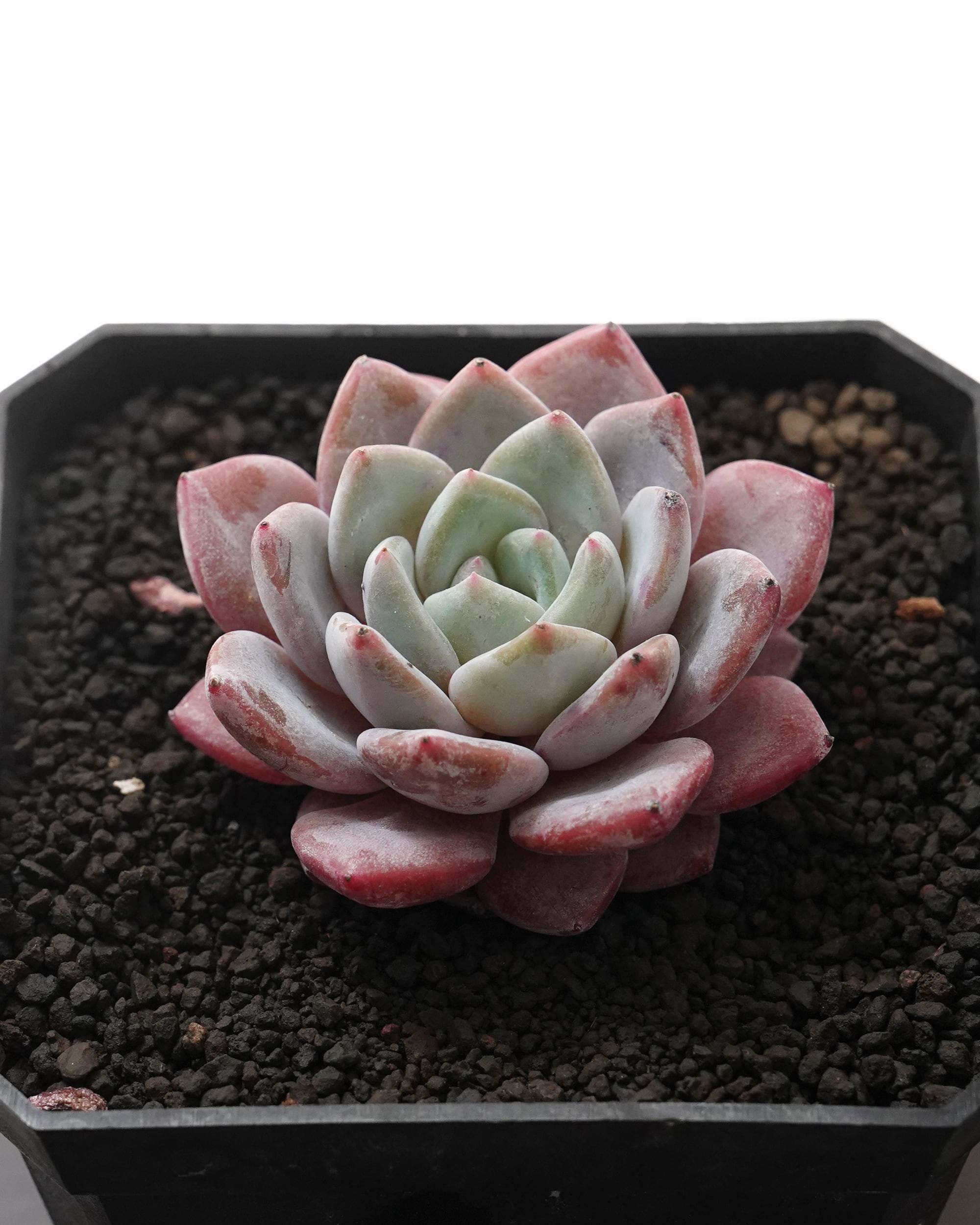 レア種・新品種 | PUKUBOOK SUCCULENTS