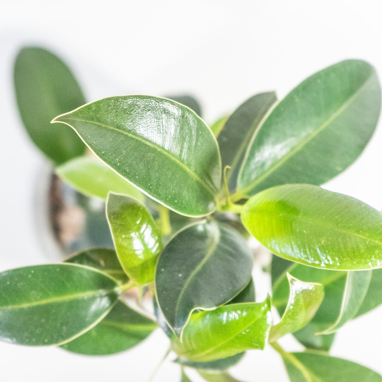 観葉植物 フランスゴムの木 曲がり仕立ての樹形美を活かしたモルタル鉢セット