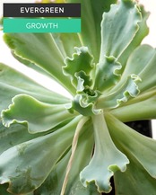 発根済カット苗 アクエリアス XL Echeveria 'Lady Aquarius'