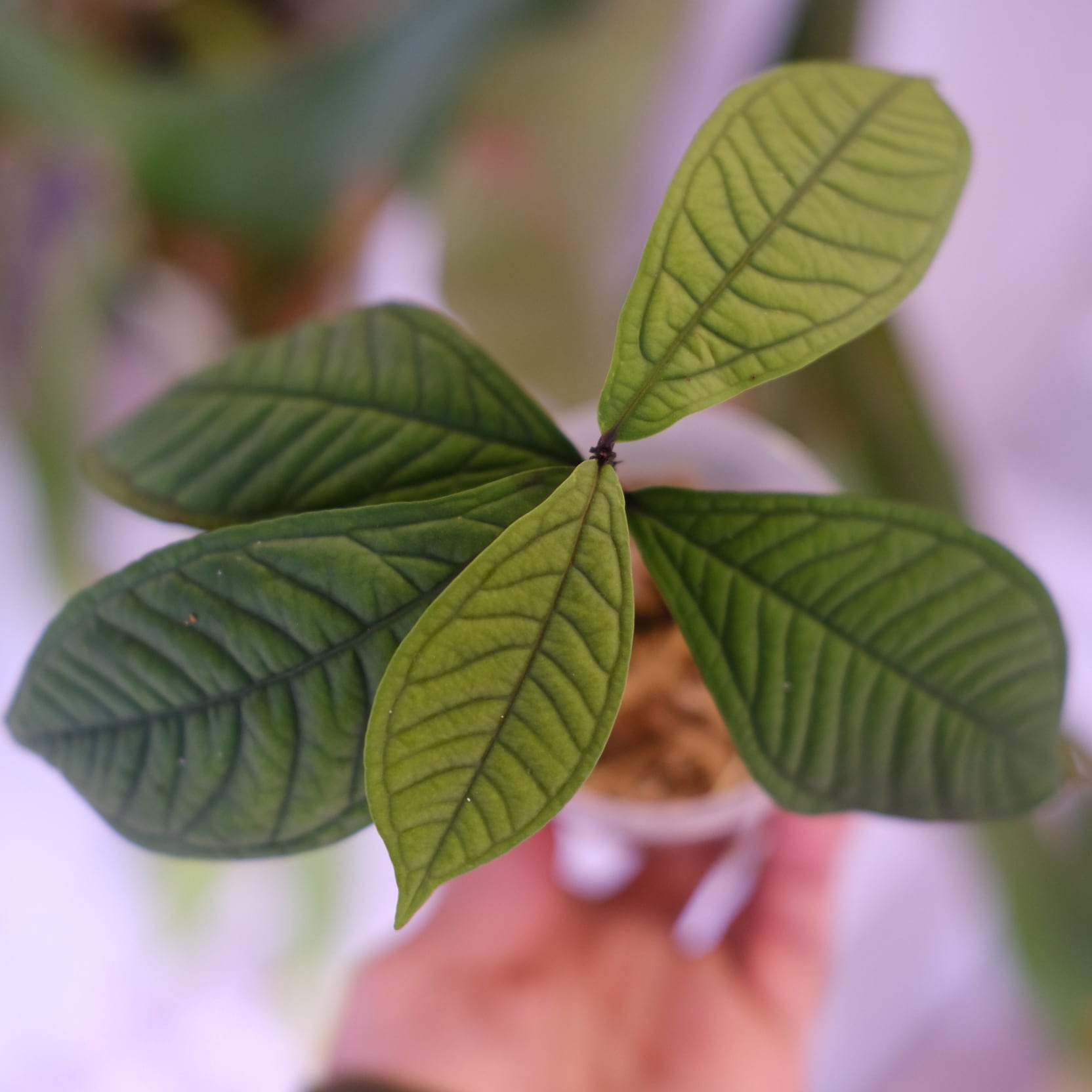 Syzygium jiewhoei｜シジギウム ジエホエイ｜希少フトモモ科植物 Syzygium jiewhoei｜シジギウム ジエホエイ｜希少フトモモ科植物