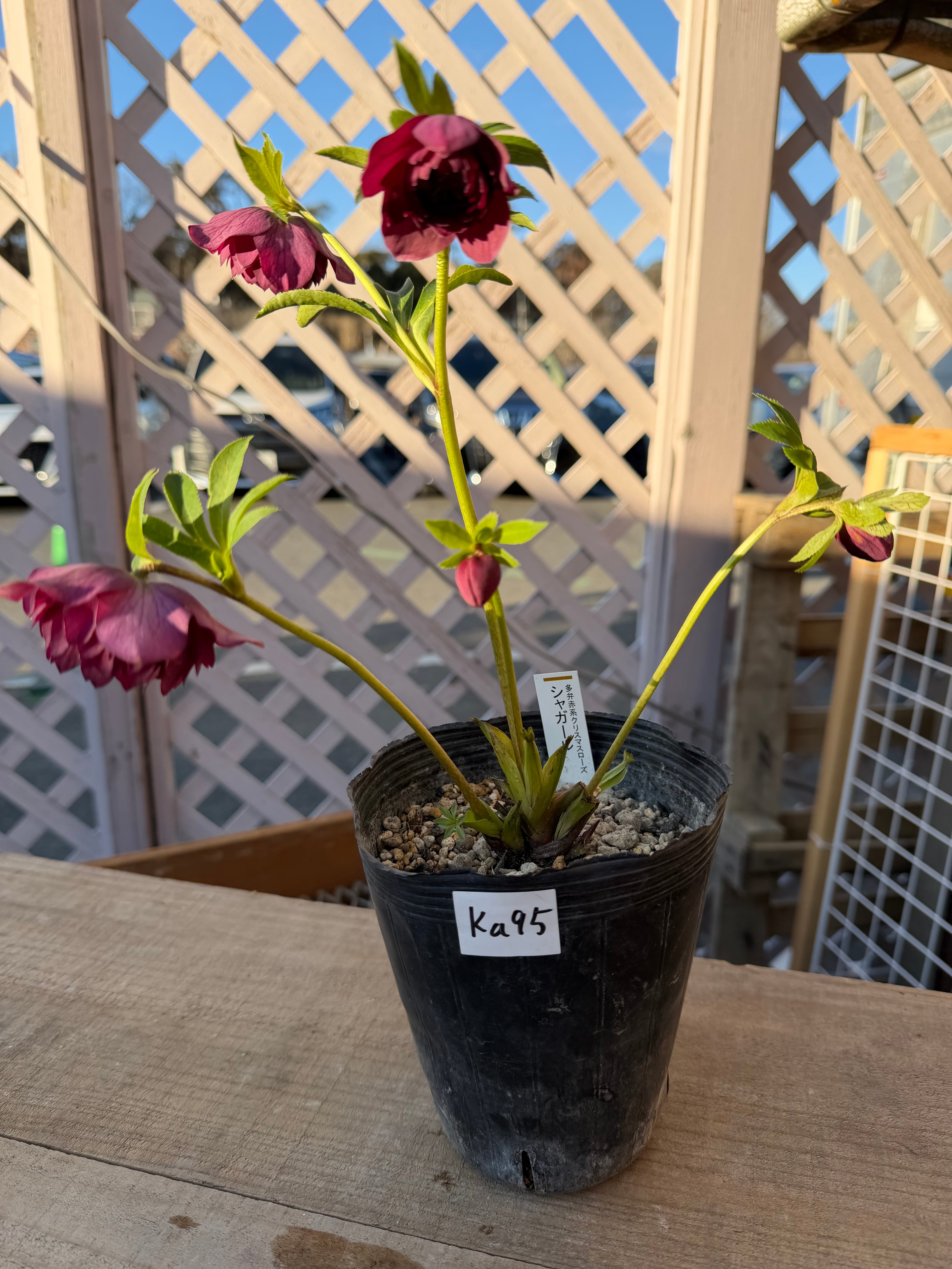 シャガール ※交配札なし 加藤農園 クリスマスローズ【Ka95】送料無料