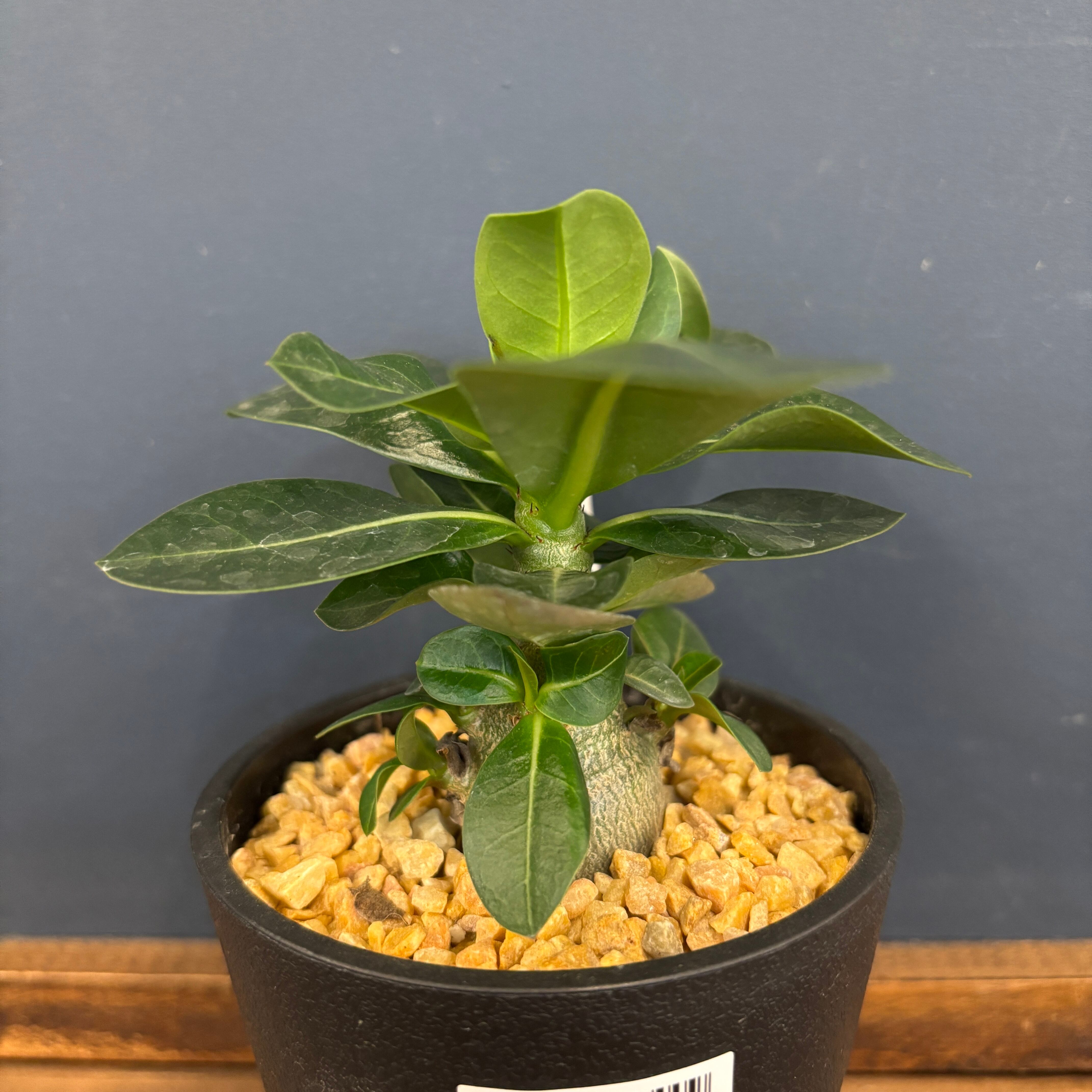 アデニウム アラビカム(アラビクム)【560】