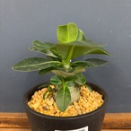アデニウム アラビカム(アラビクム)【560】