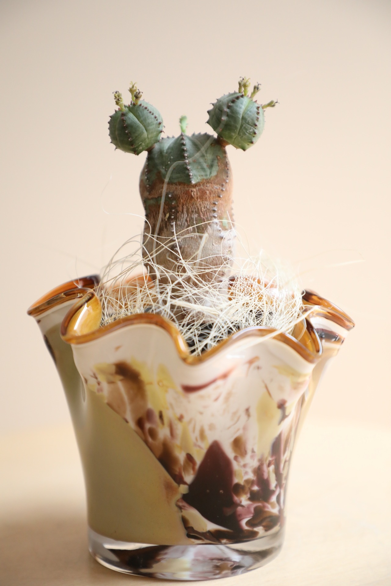 【S】オベサブロウ/Euphorbia obesa × sabrakia
