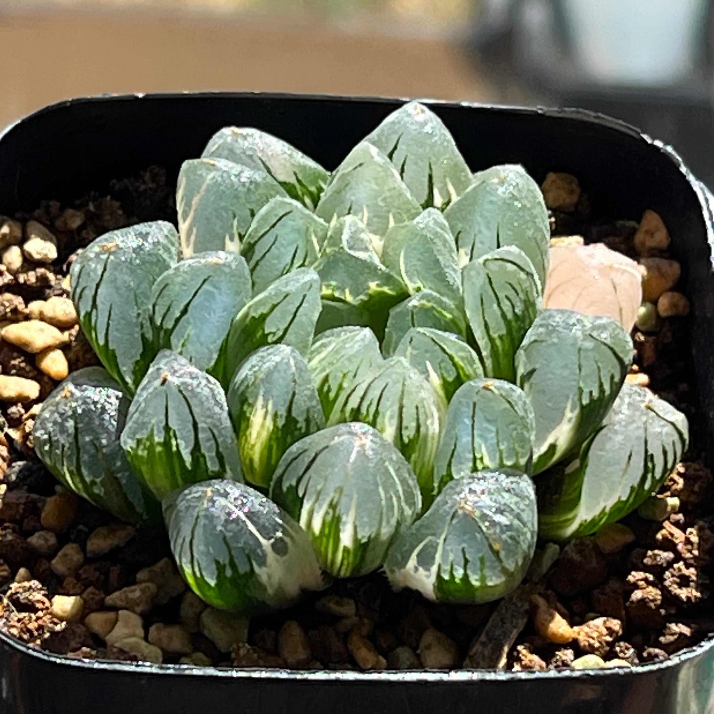 ハオルチア カンタロープアイランド | mocono_plants