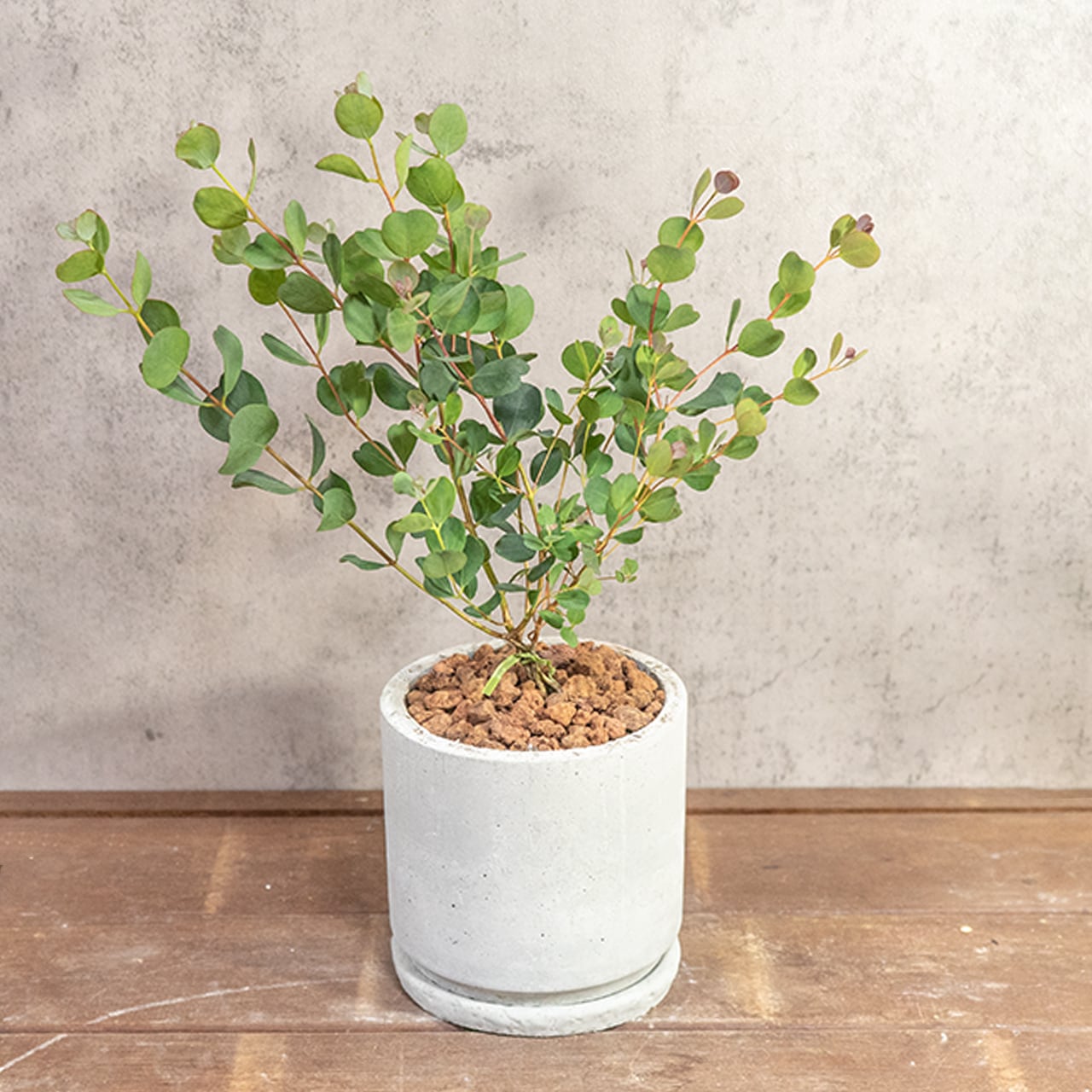 ハートの葉が魅力のユーカリ・ウェブステリアナ｜根腐れを防ぐ独自配合の用土を使用。質感のある手づくりモルタル鉢が植物を引き立てます