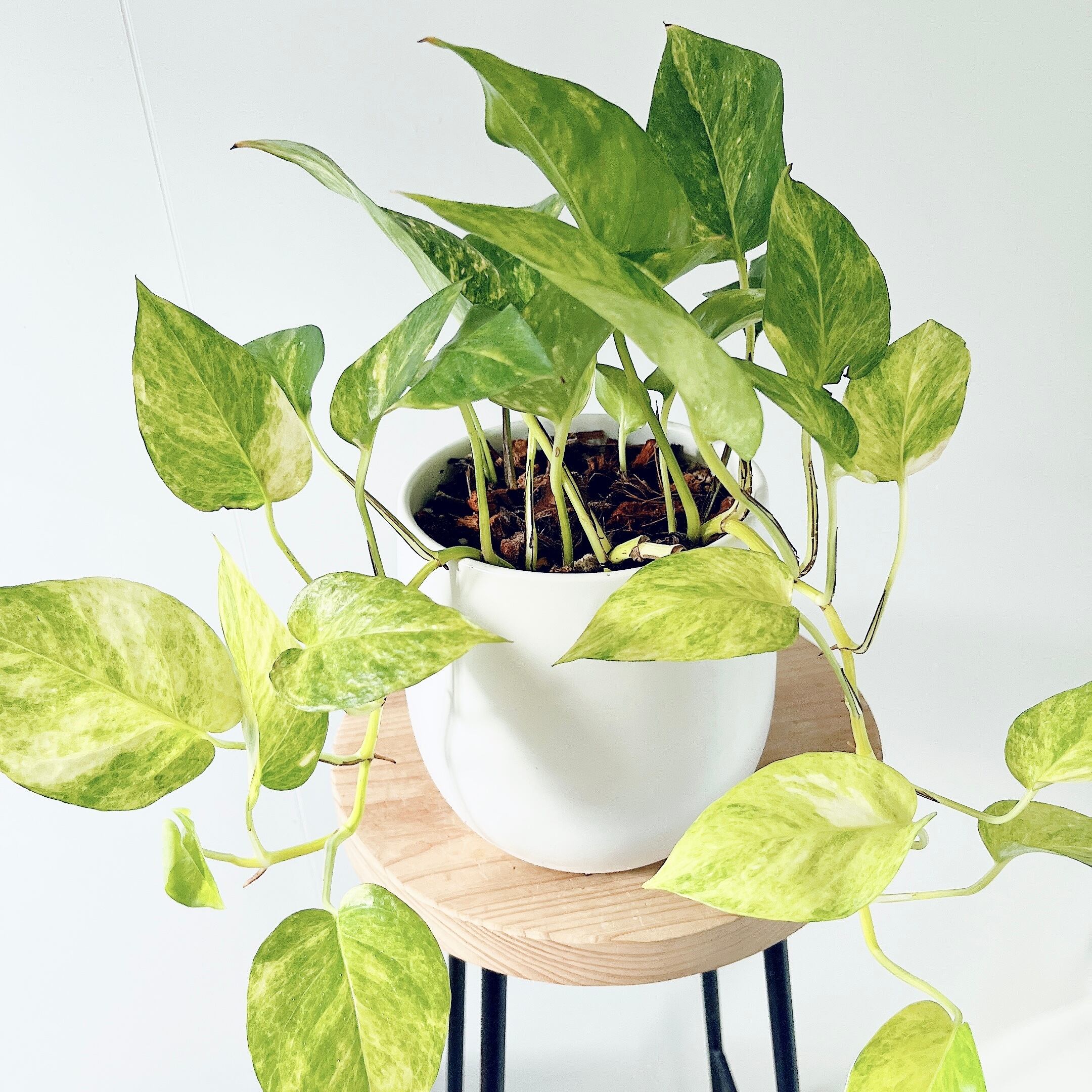 PremiumPlants】斑入り ザミオクルカス セメント鉢仕立て 受皿