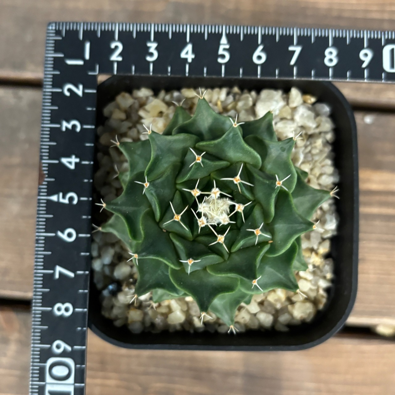 サボテン オブレゴニア 帝冠【312】