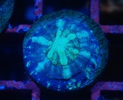 【現地買付】ScolymiaBaby"Blue"  3