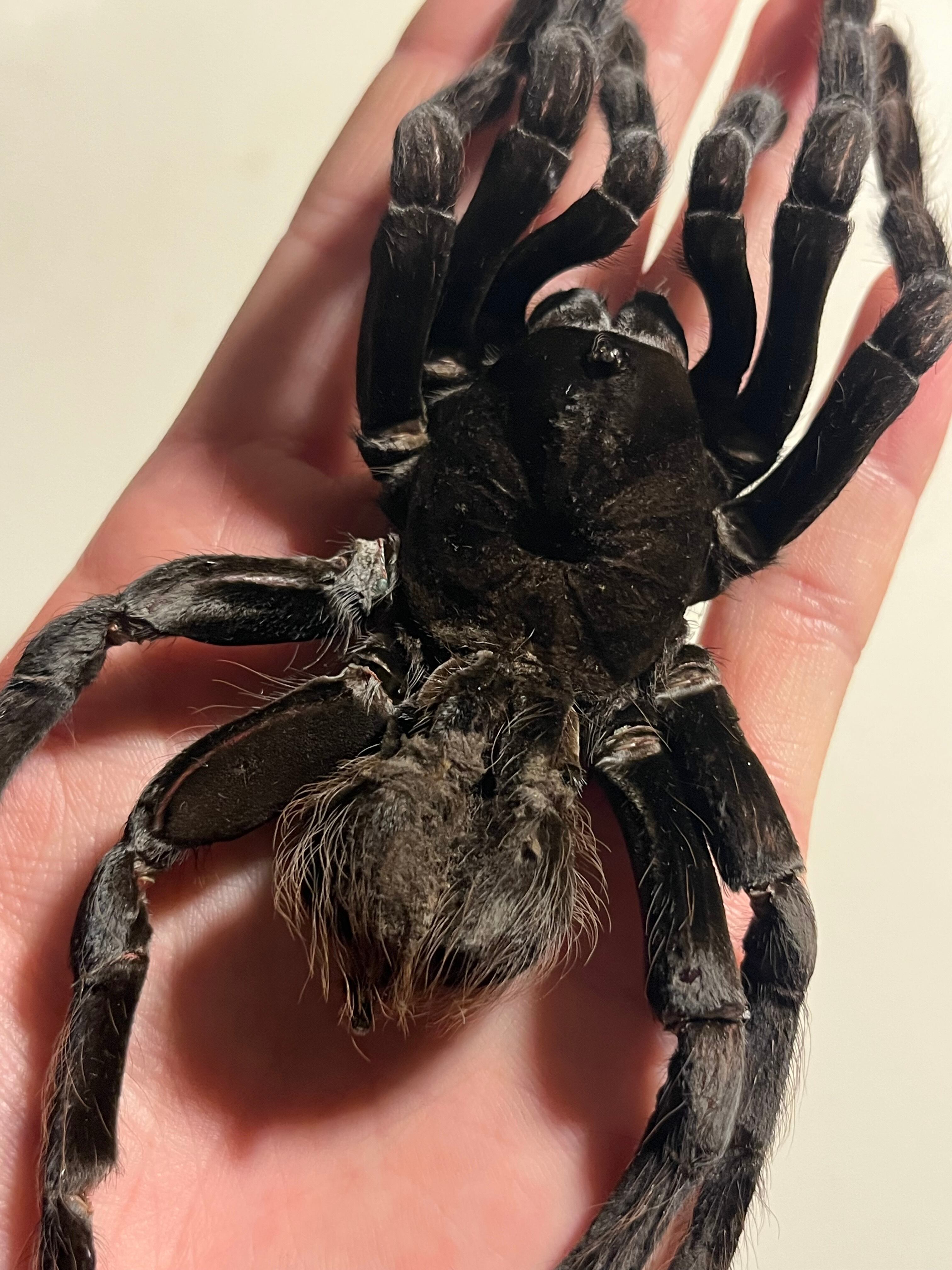 特大標本】ボリビアンスティーリーブルータランチュラ LS18cm程ムカデ