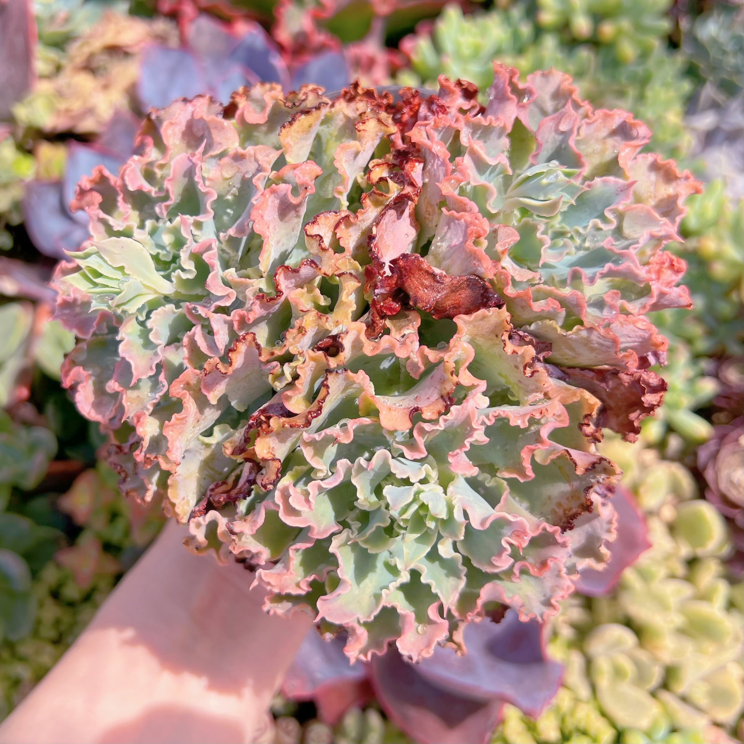 現品　Blue Curls#F044　大群生　るる農園