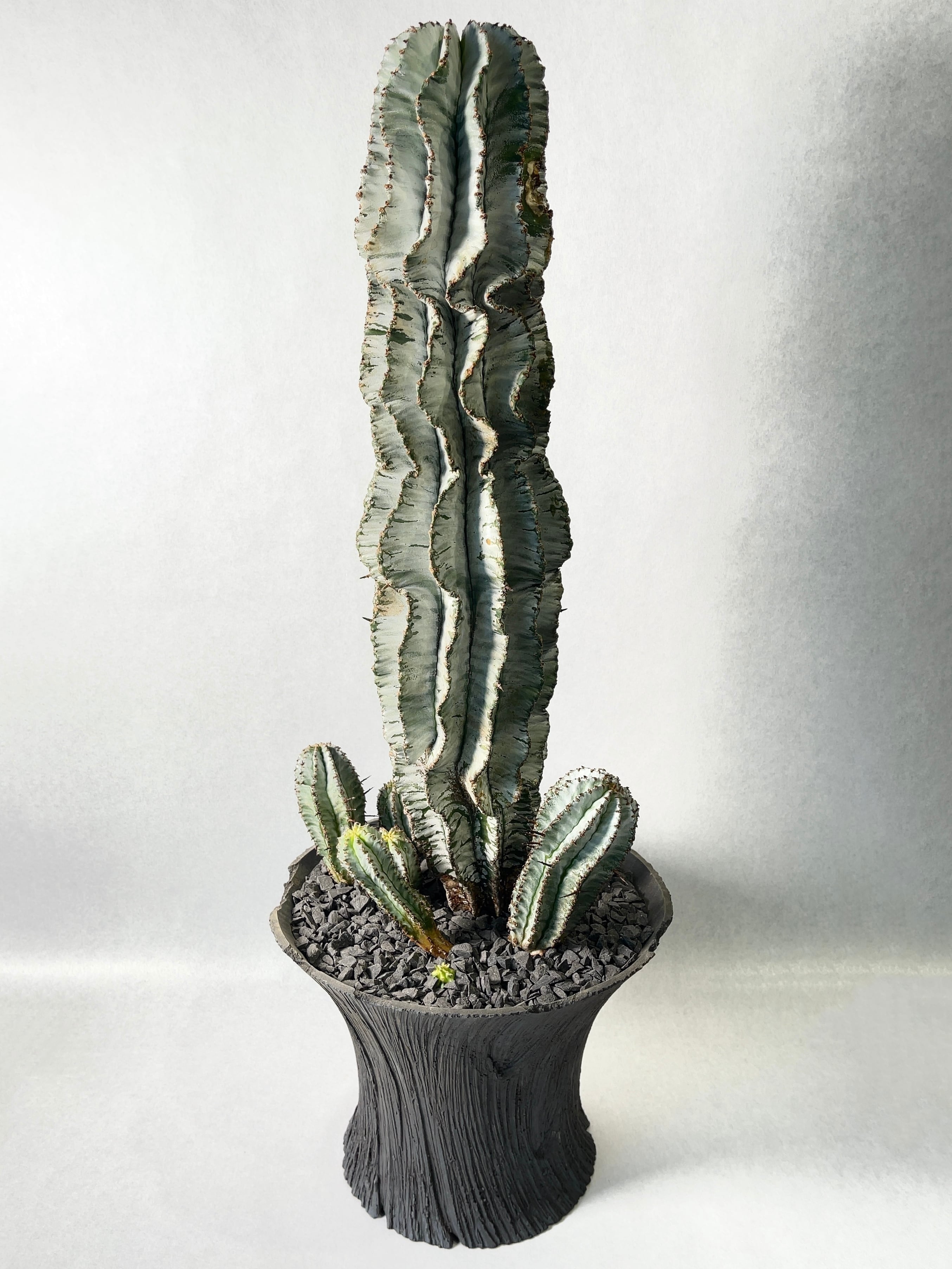 ユーフォルビア・ポリゴナスノーフレーク | trigger