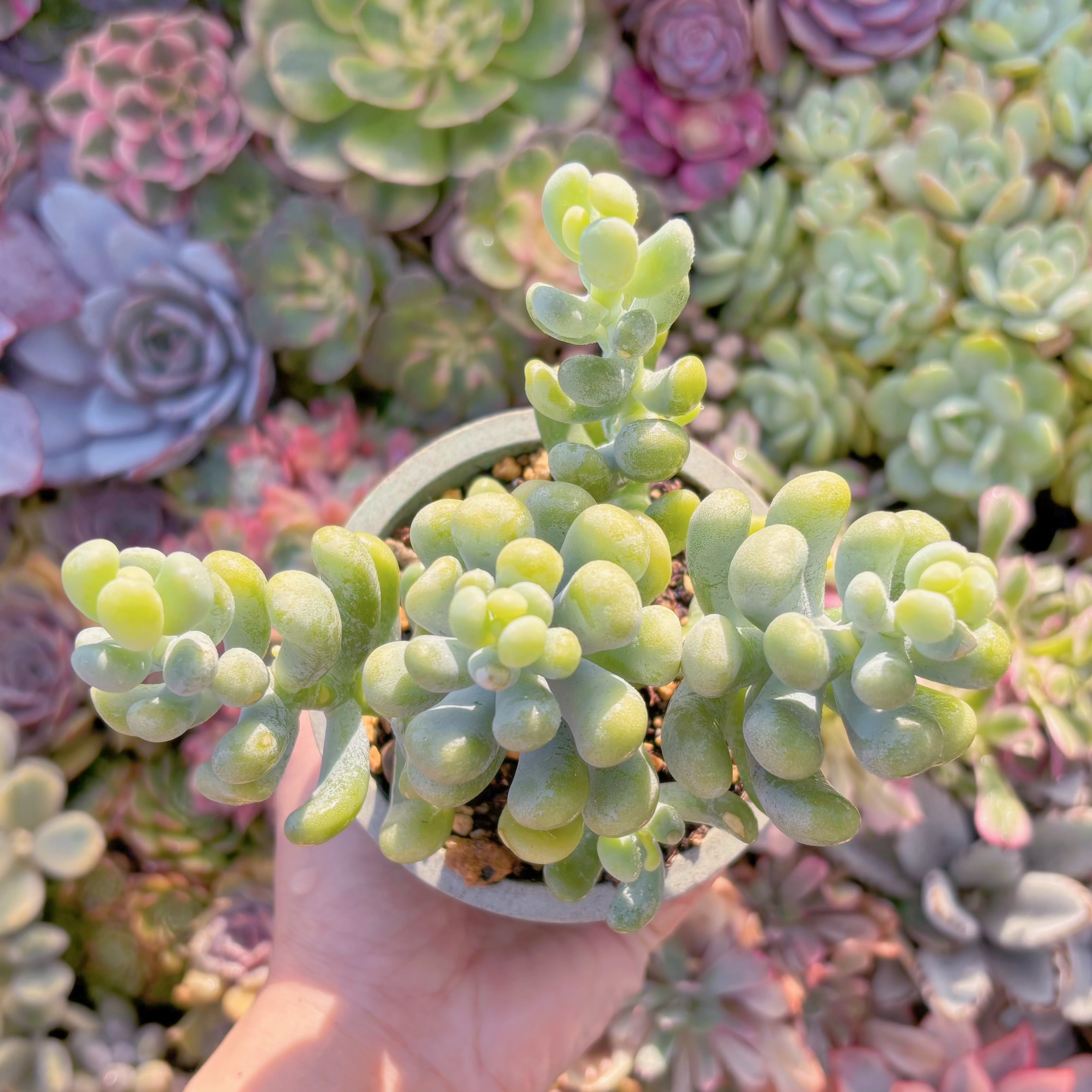 現品　バナナ美人#549　大群生　るる農園