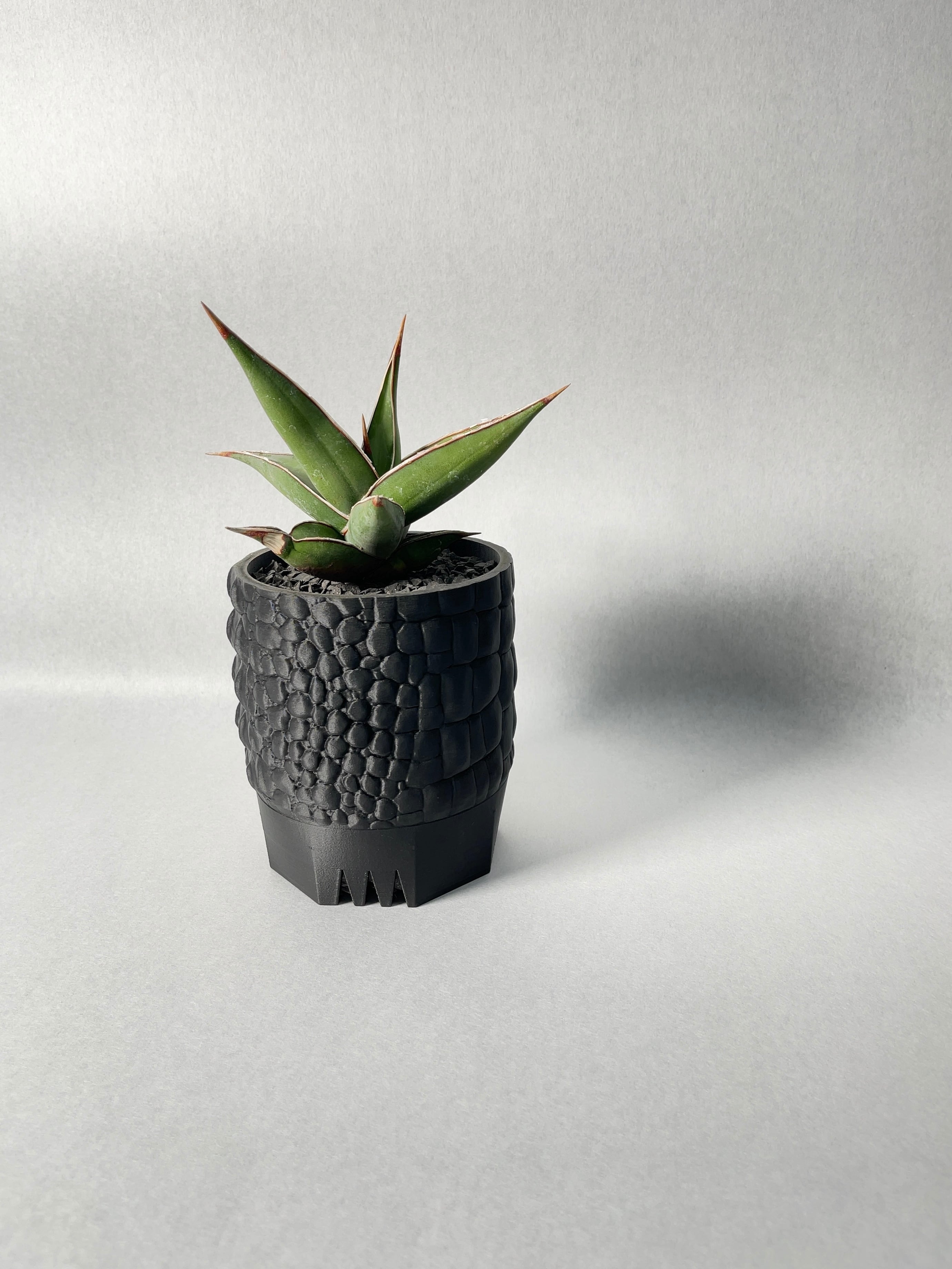 サンセベリア・ピングイキュラ | trigger