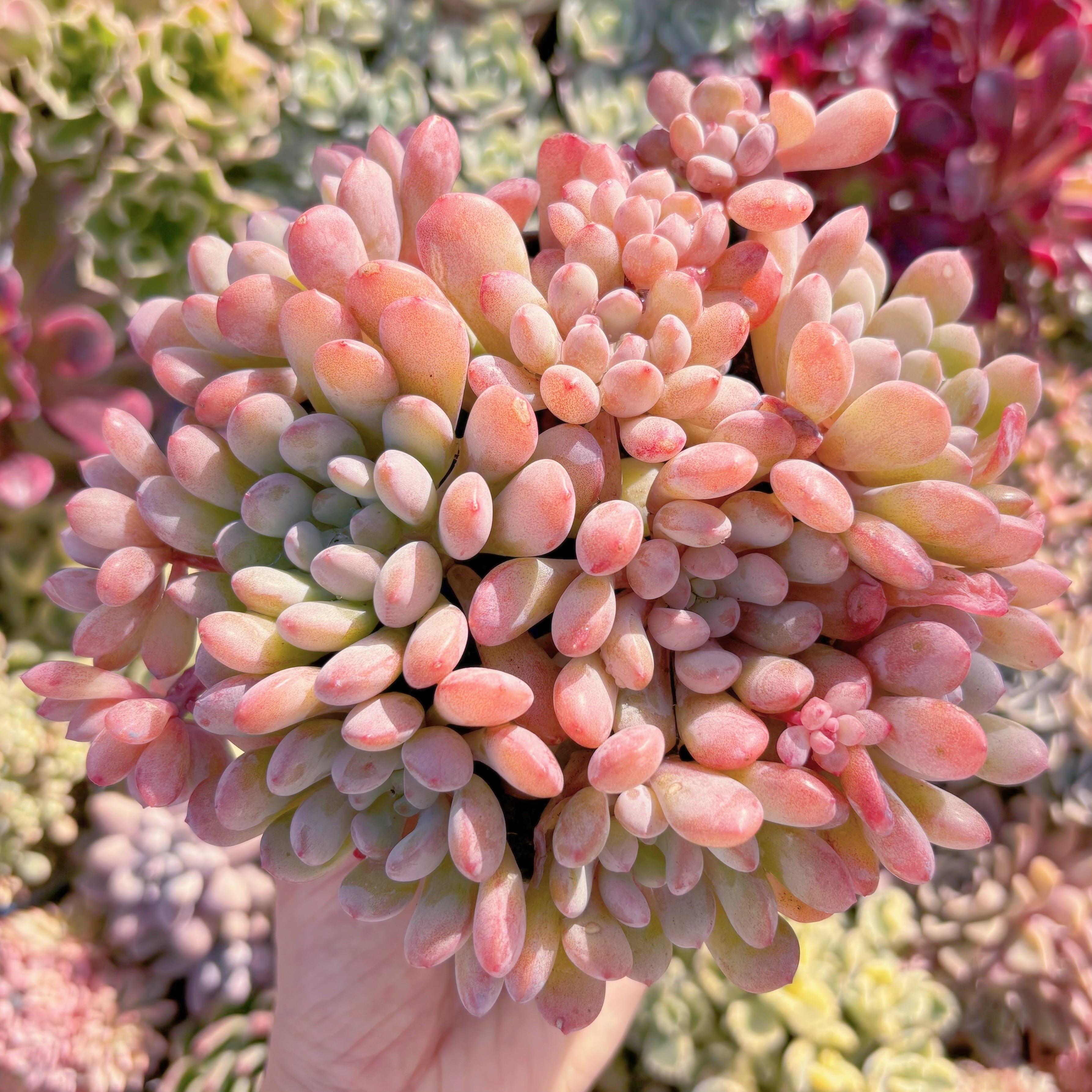 多肉植物　萌豆　大群生　新入荷　るる農園