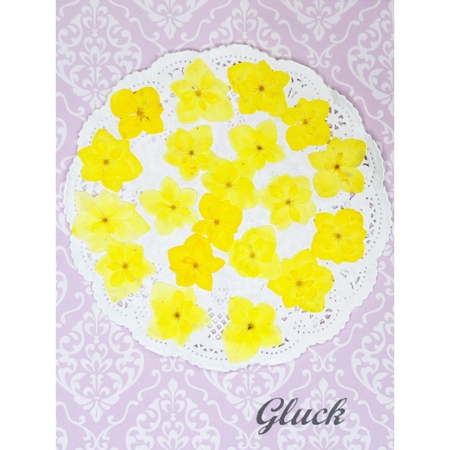 コンパクト押し花　着色八重あじさい（イエロー）　少量をパックにしてお届け！　押し花素材