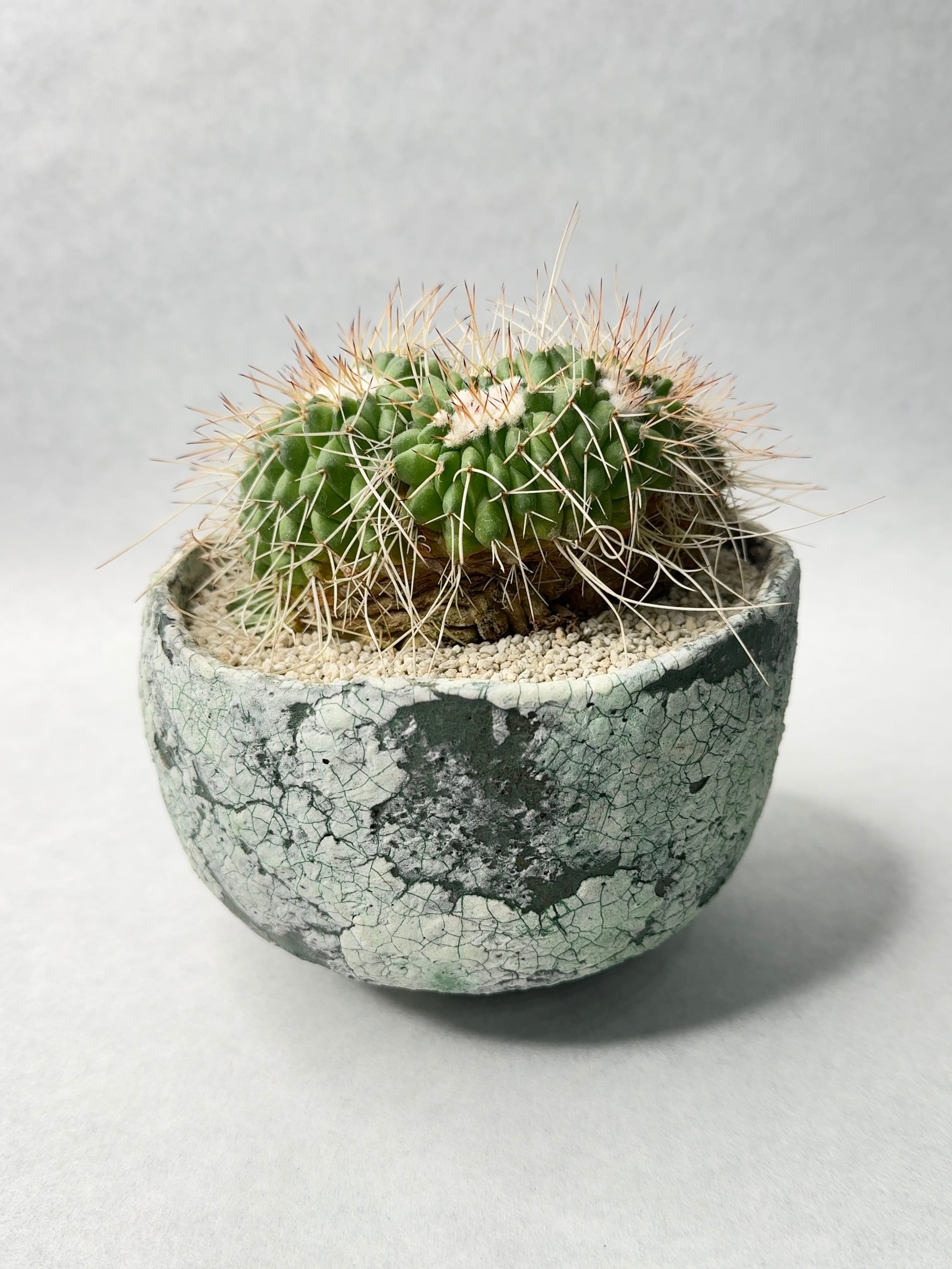 マミラリア・白竜丸綴化 | trigger