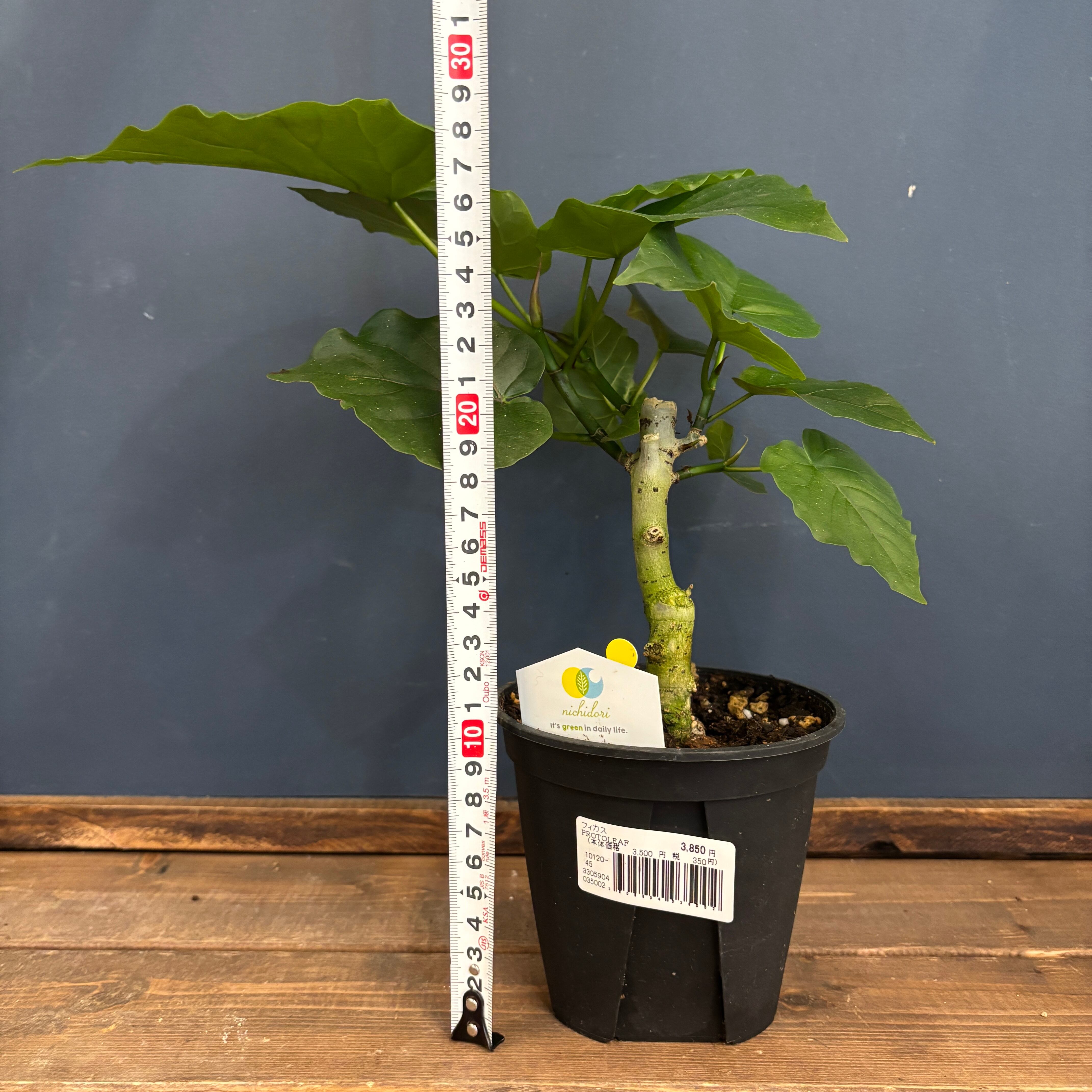 フィカス・アルテシマ 約150cm　神奈川県辻堂、茅ケ崎、平塚にて受け渡し フィカス・アルテシマ 約150cm 神奈川県辻堂、茅ケ崎、平塚にて