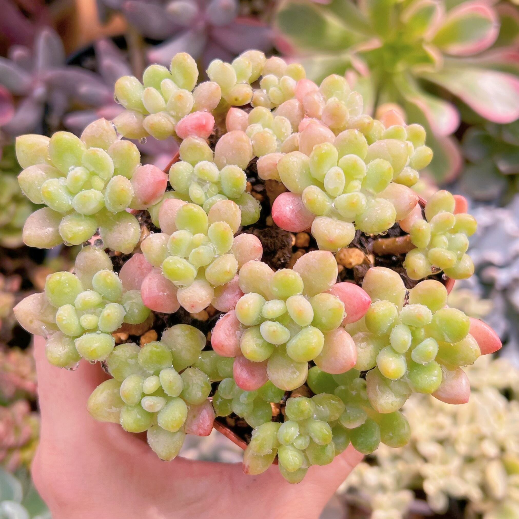 現物　ロココ#558   古株群生　るる農園