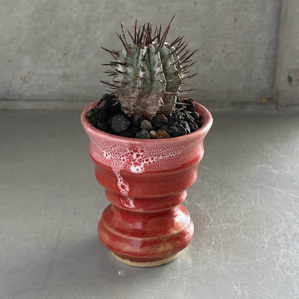 ユーフォルビア・ホリダマジョール Euphorbia horrida Major | RY-ST
