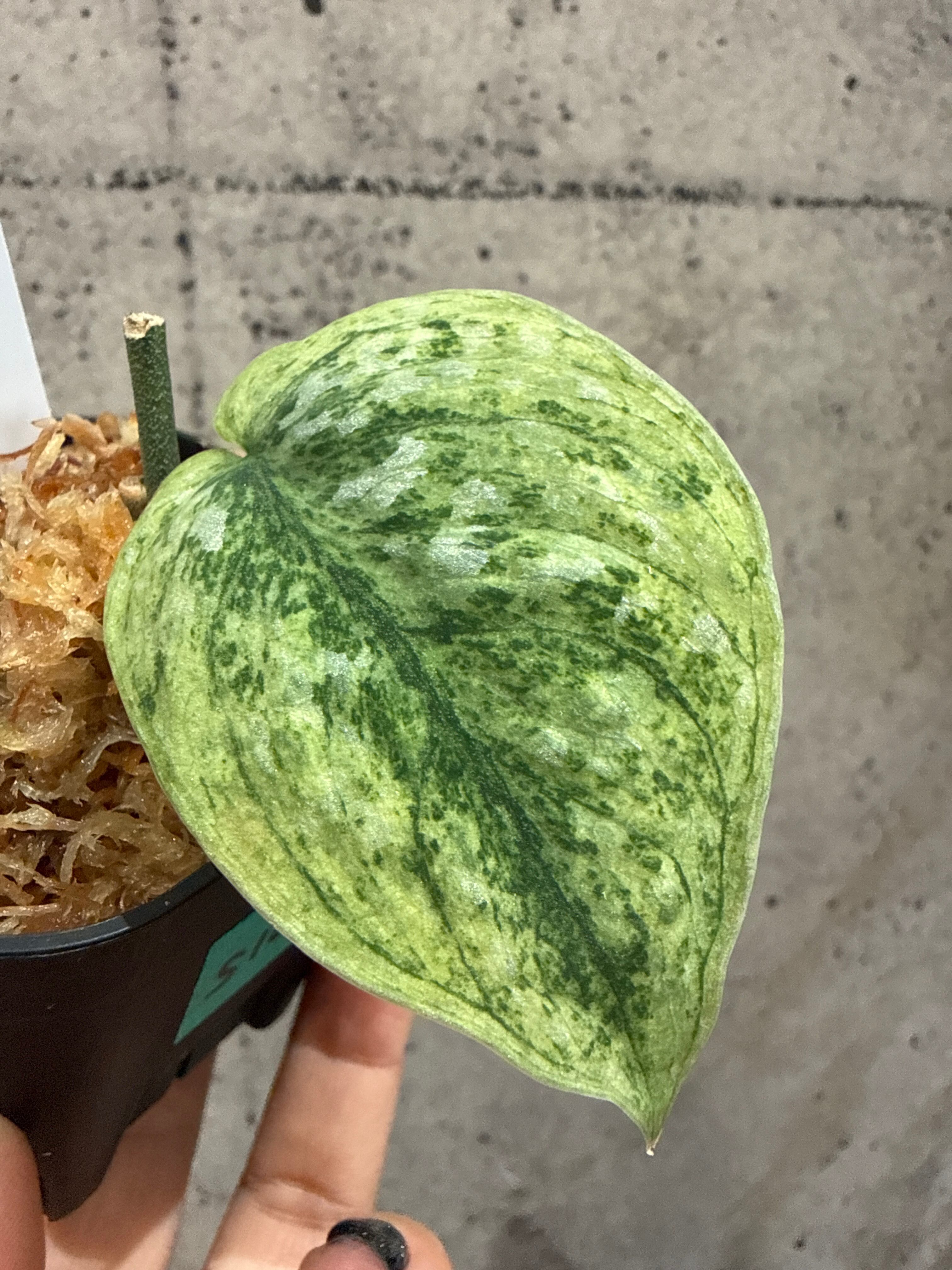 フィロデンドロン レモンライム | MIDORIYA 観葉植物専門店