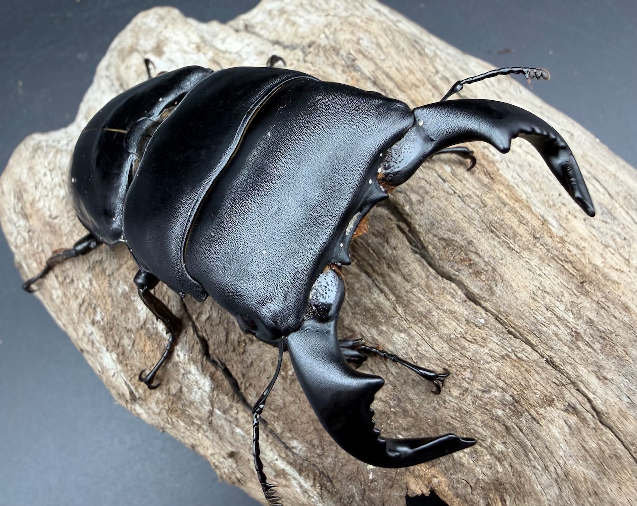 【WD】《ダイオウヒラタ アルゴプーロ産 85.5mm ペア》